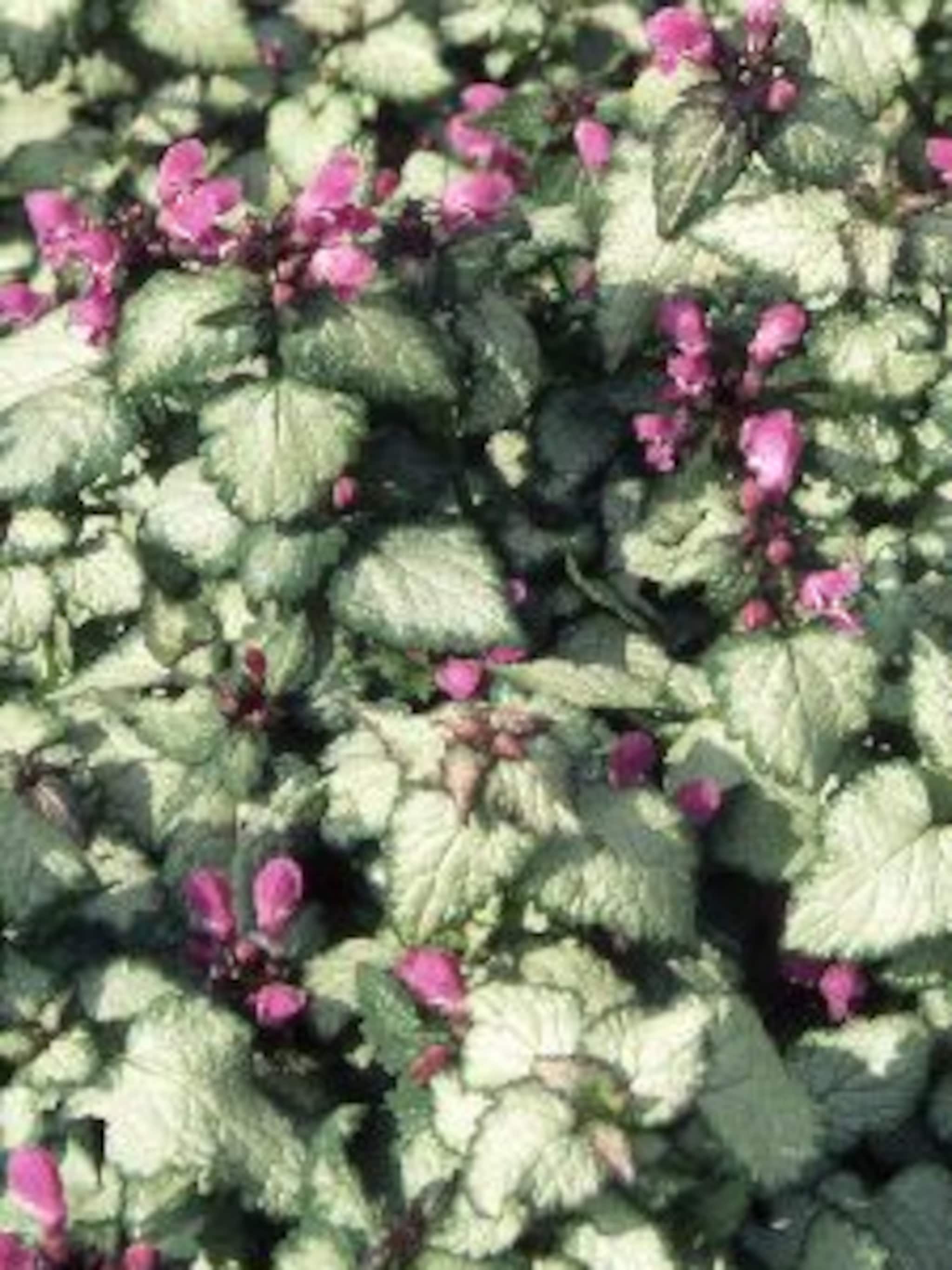 gevlekte dovenetel maculatum