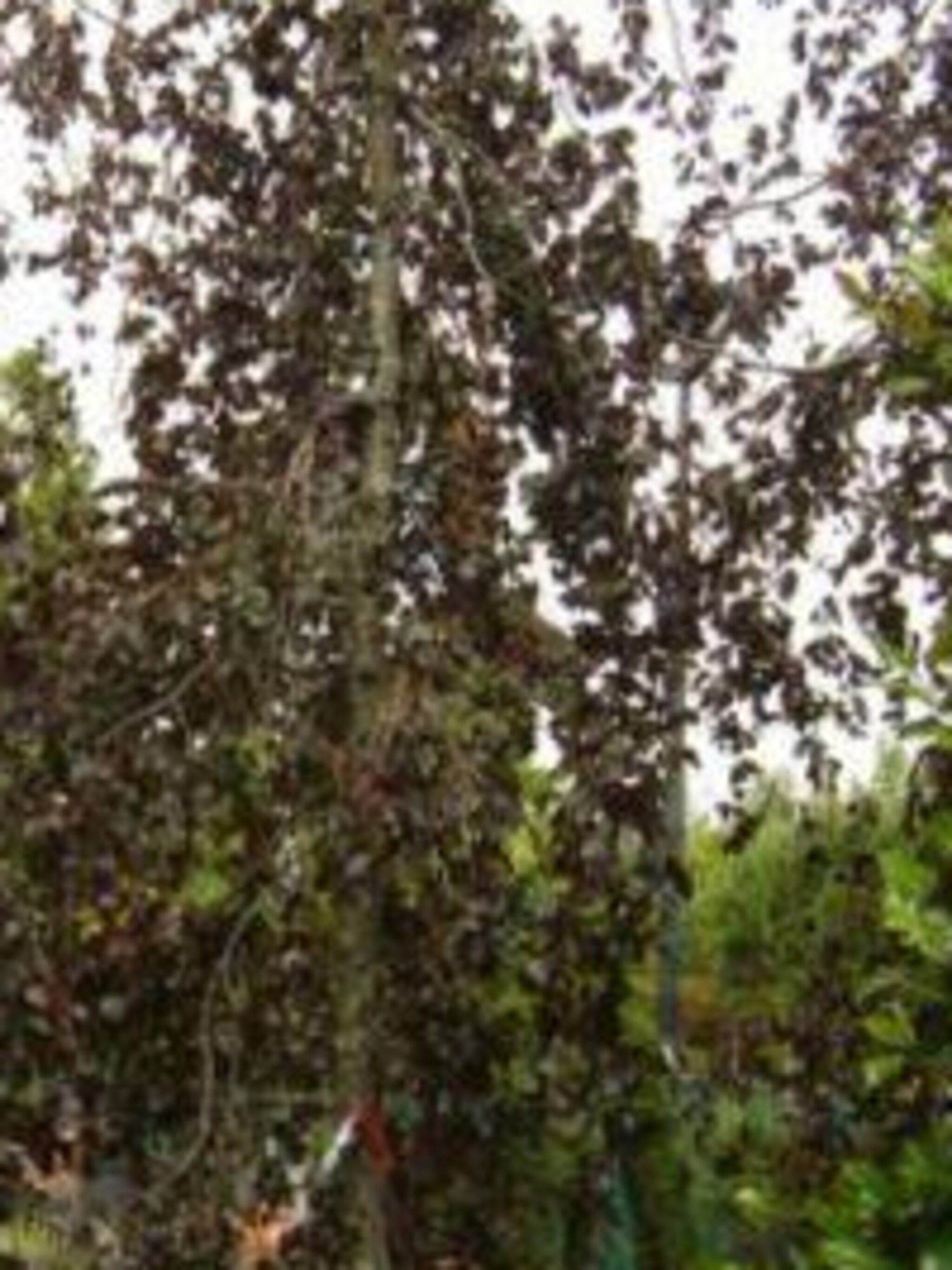 gewone beuk purple fountain
