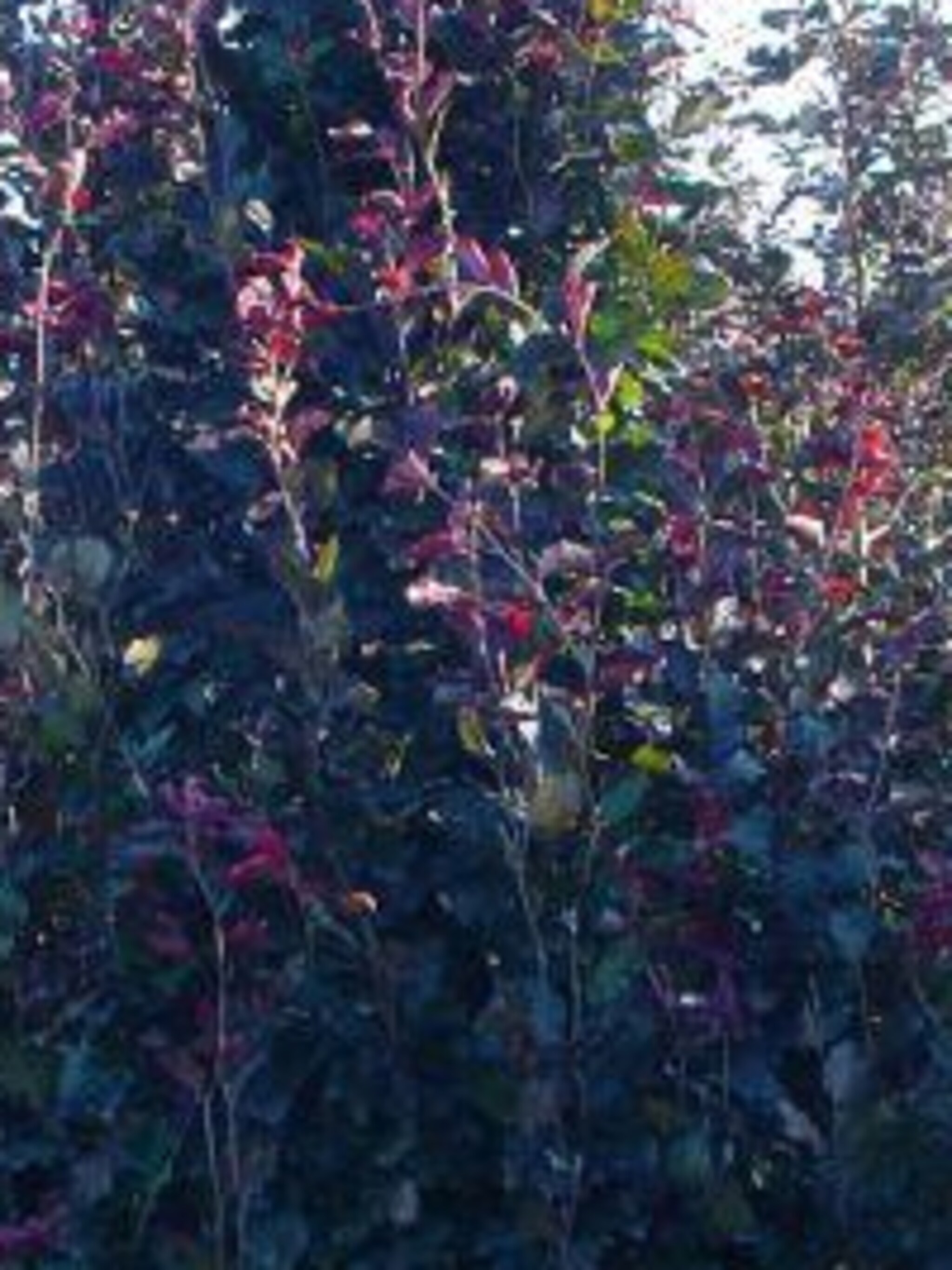 gewone beuk purpurea latifolia
