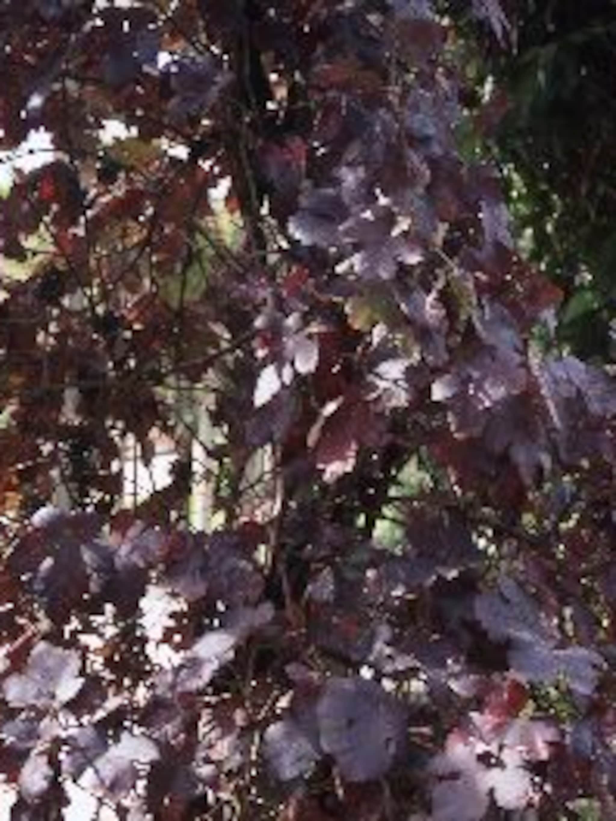 druif purpurea