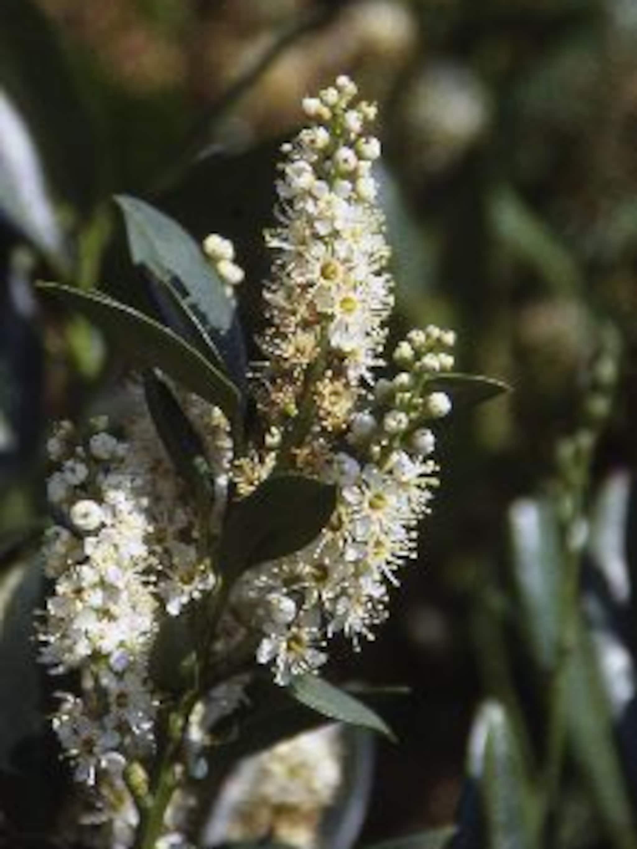 laurierkers caucasica