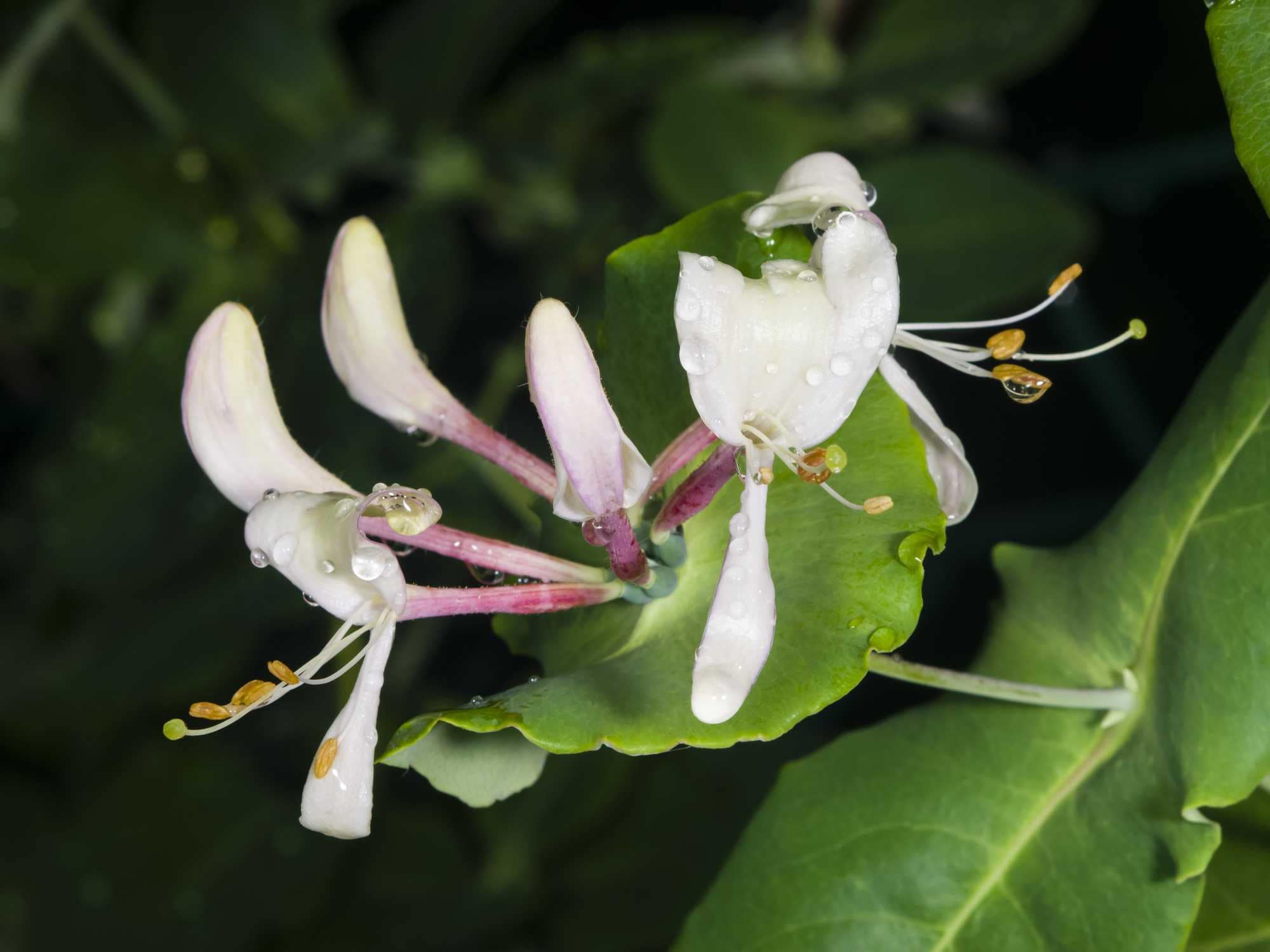 beeld vtwonen Shutterstock / ArgenLant