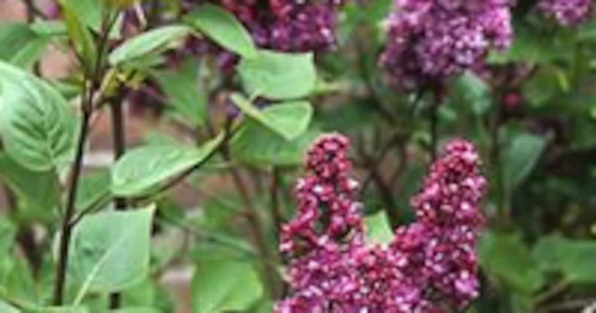 Sering - Syringa vulgaris 'Charley Joly' | vtwonen