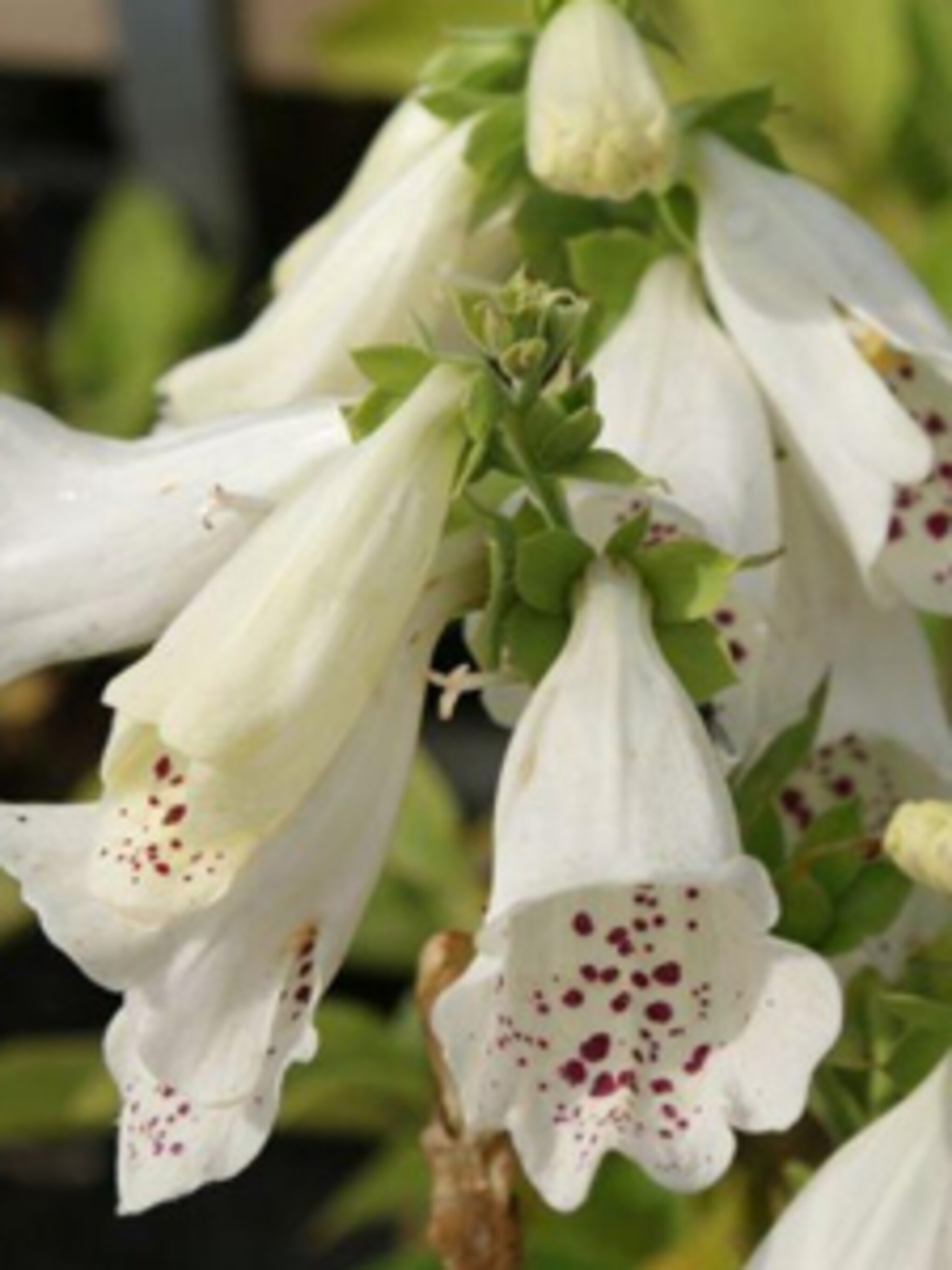 vingerhoedskruid digitalis purpurea alba