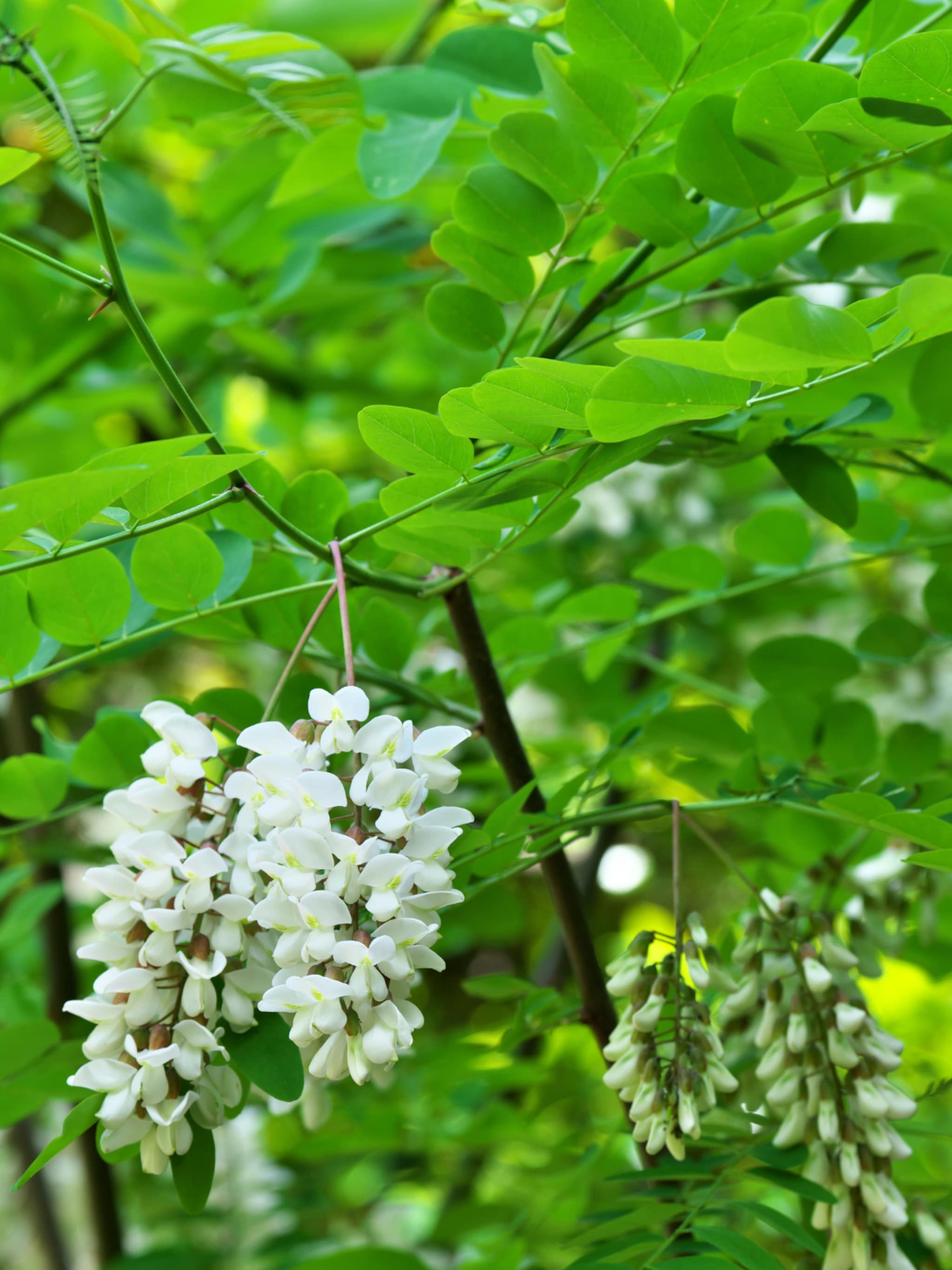 alles over de gewone acacia robinia pseudoacacia
