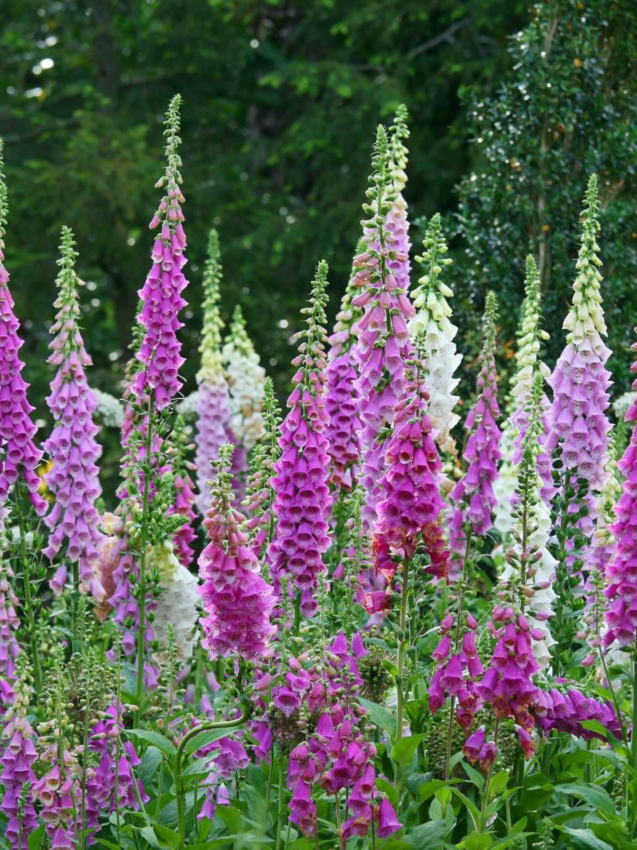 vingerhoedskruid digitalis purpurea excelsior mixture