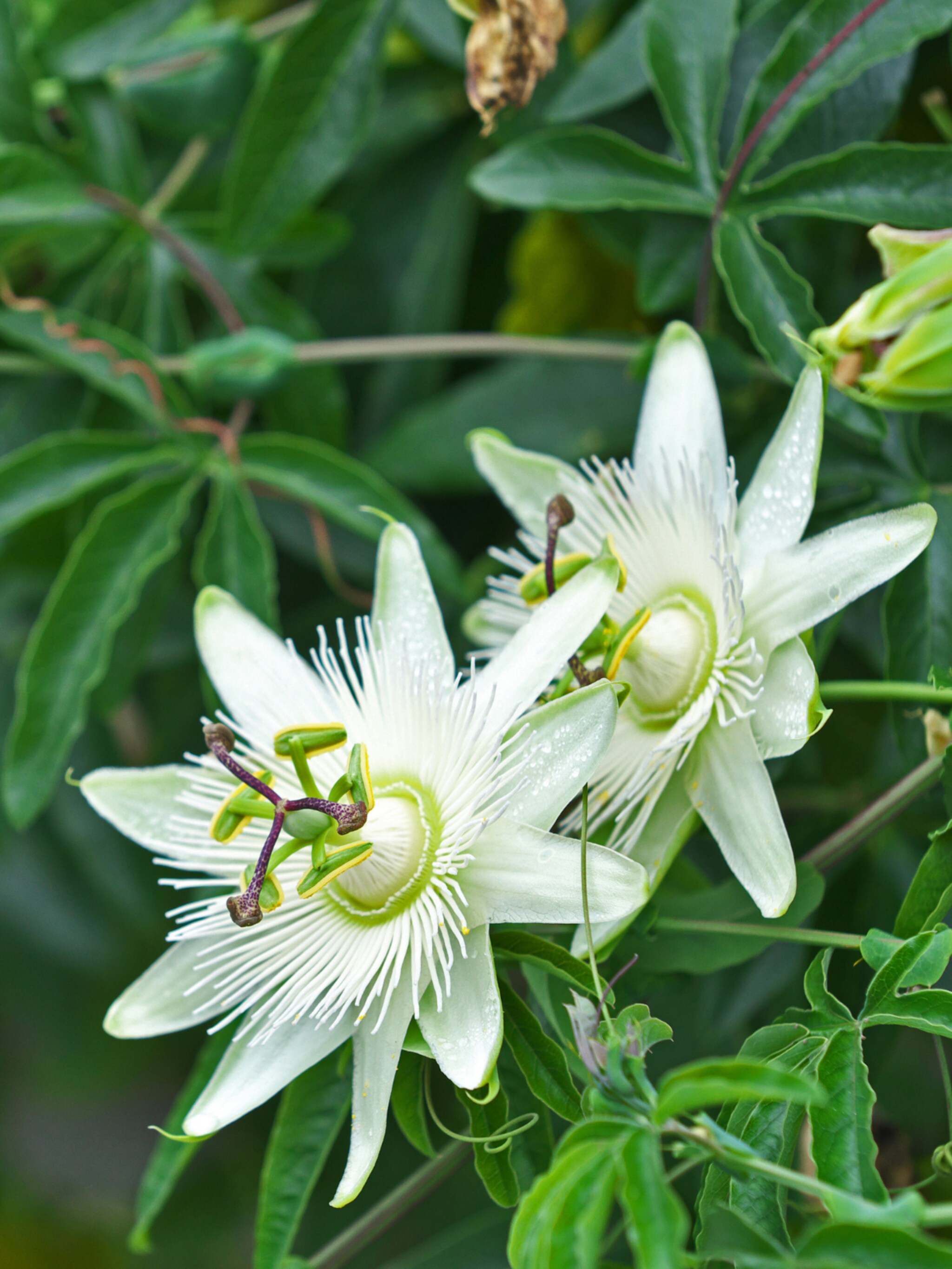 alles over de passiebloem