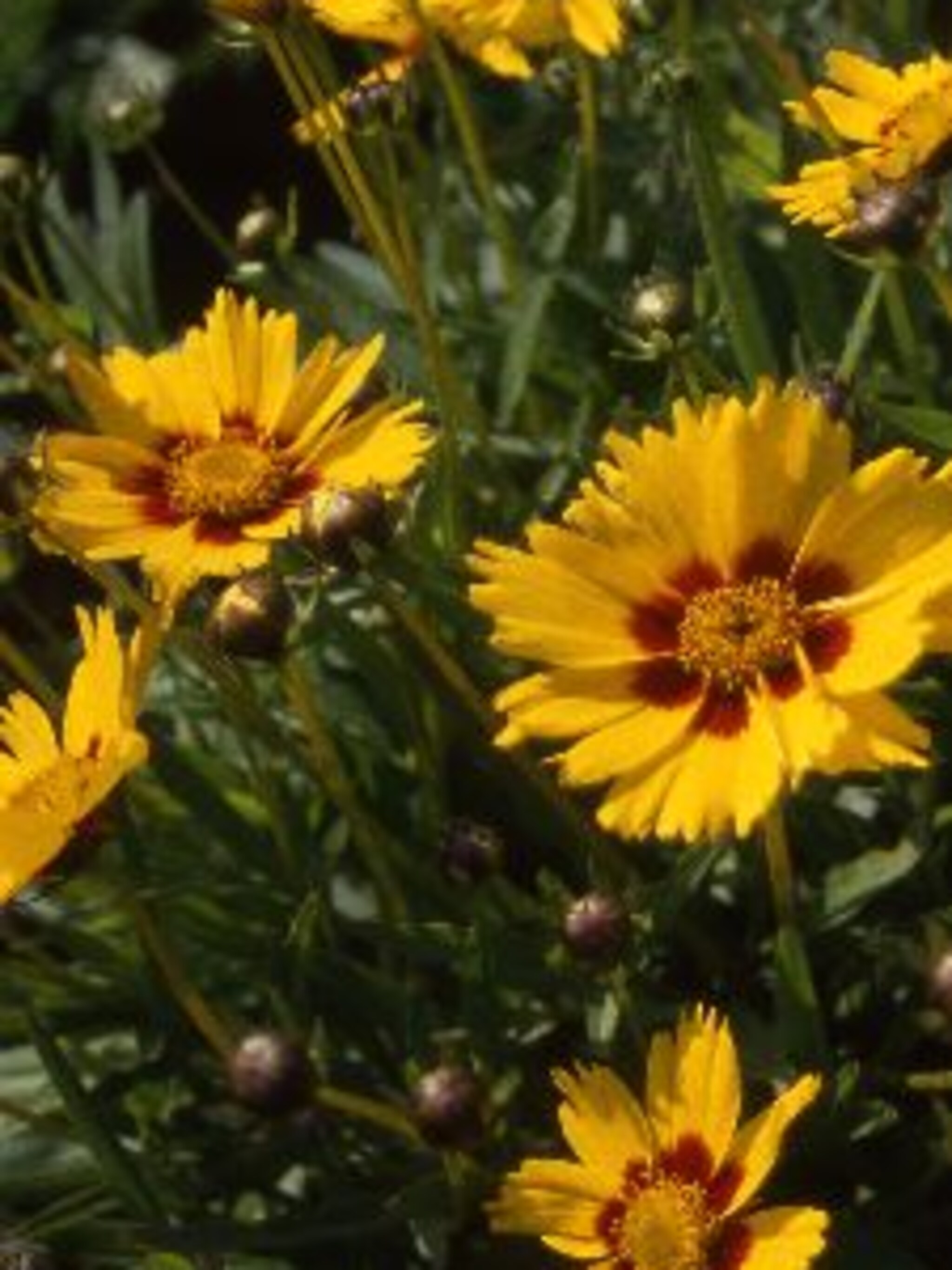 meisjesogen coreopsis badengold