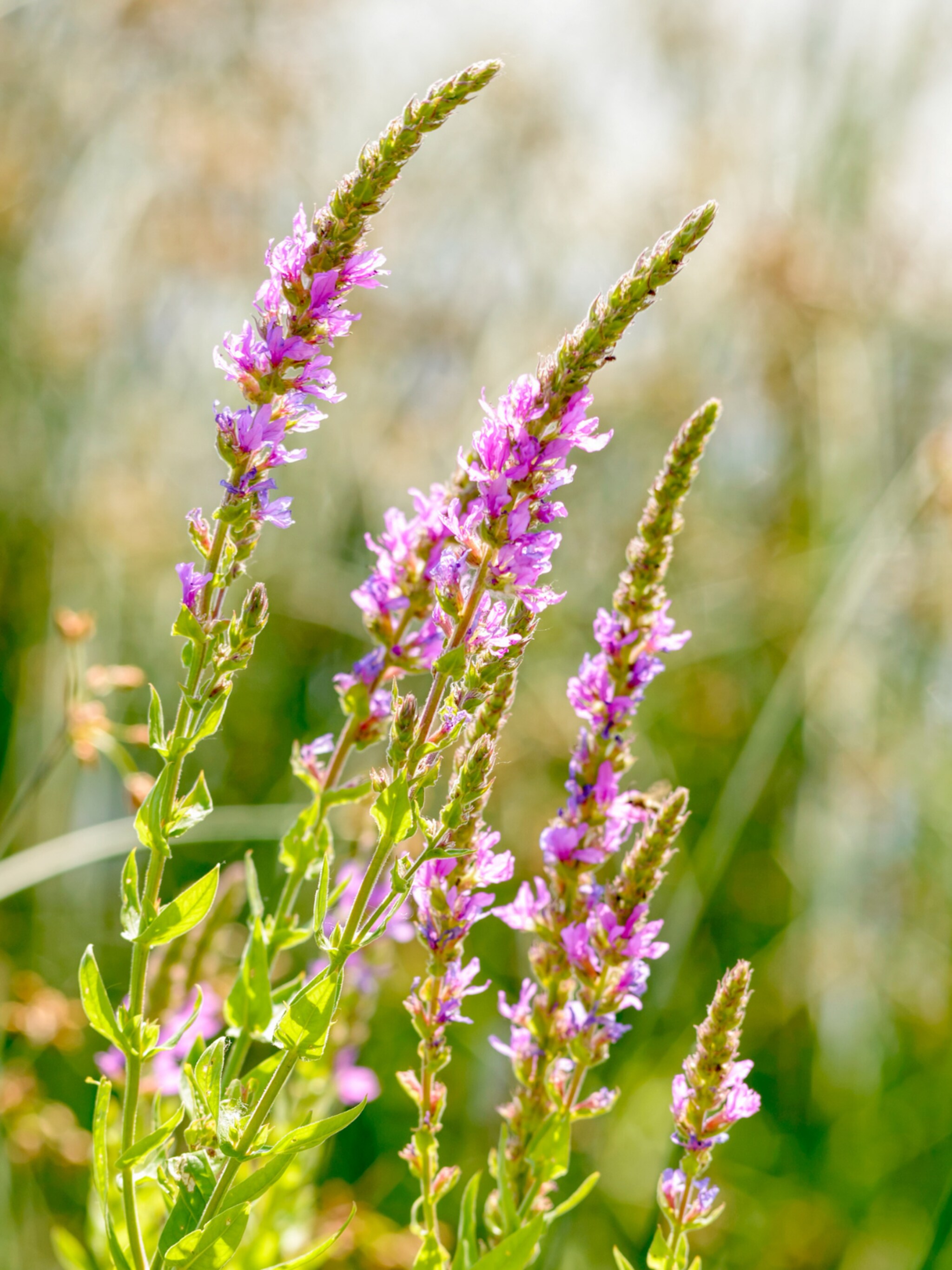 alles over de kattenstaart plant