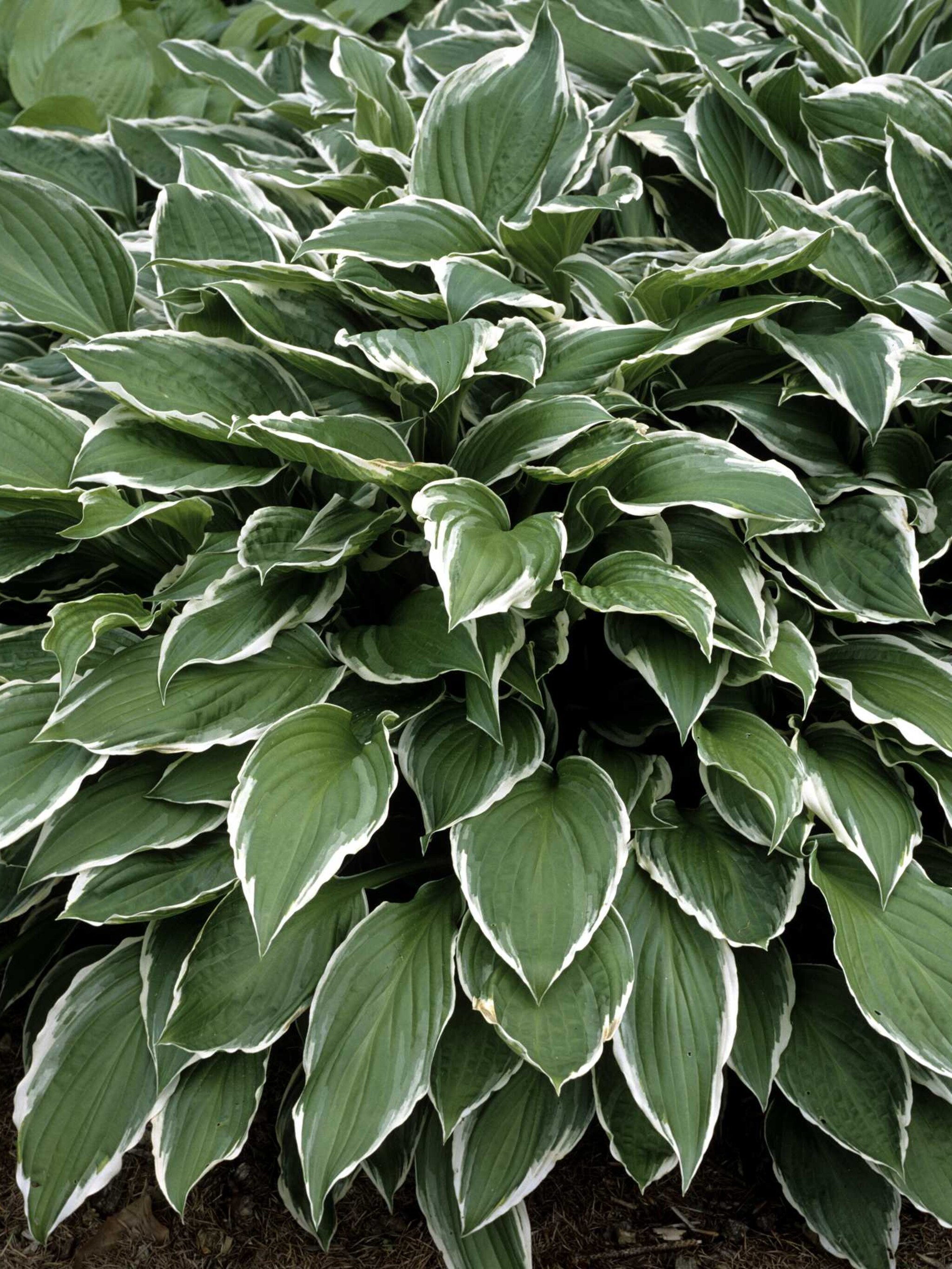 hosta undulata