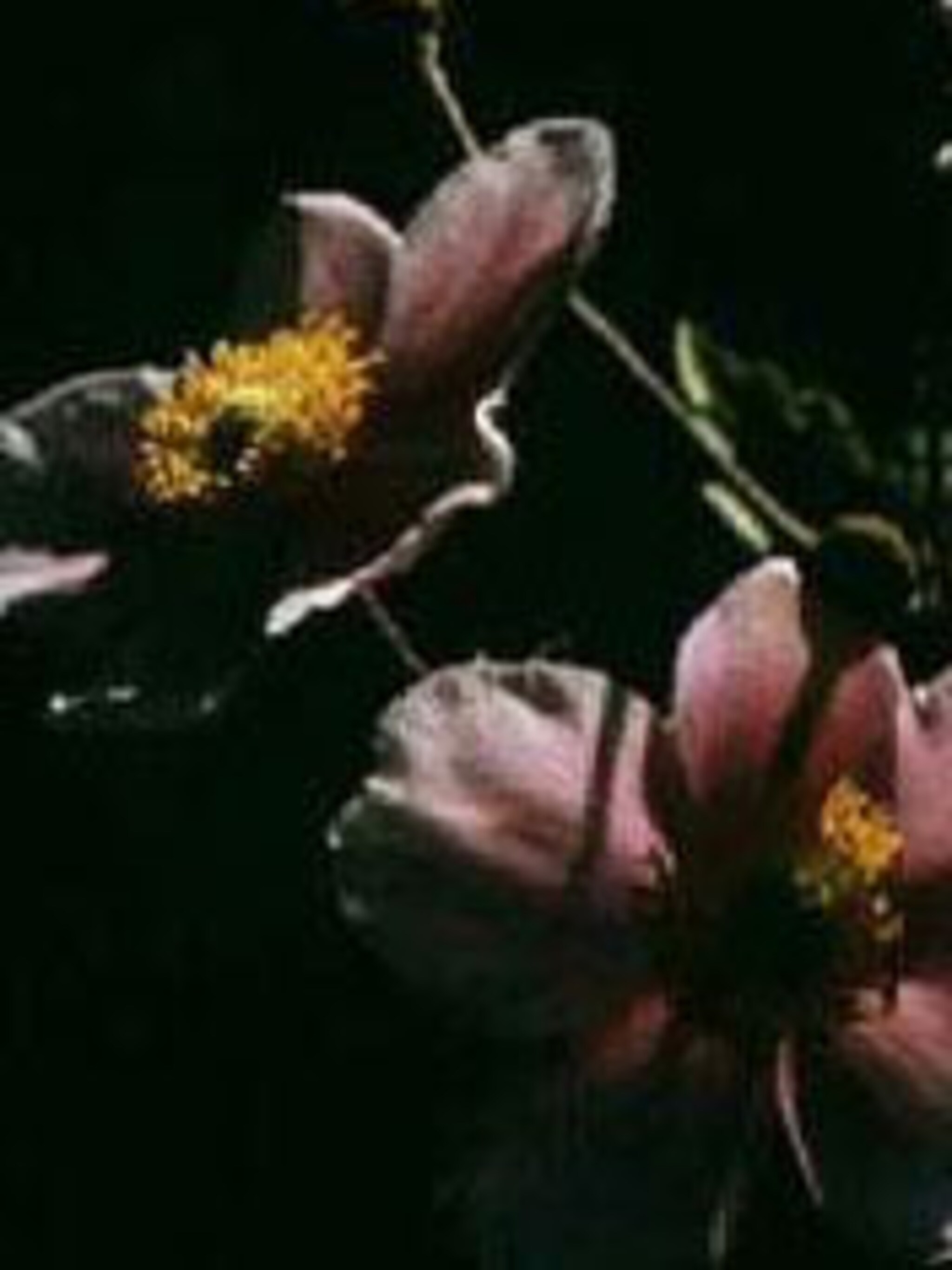 herfstanemoon hupehensis
