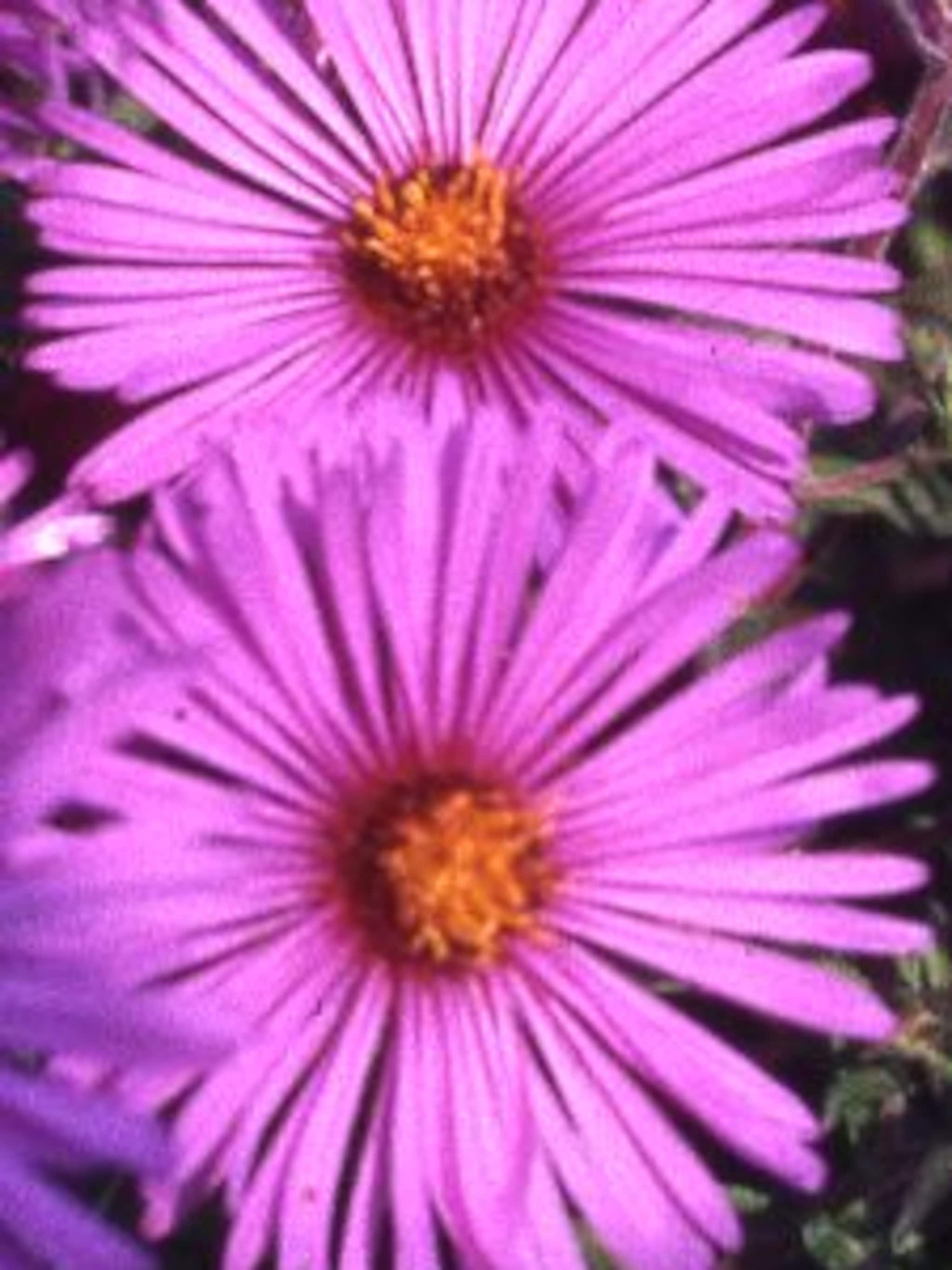 herfstaster barr s pink