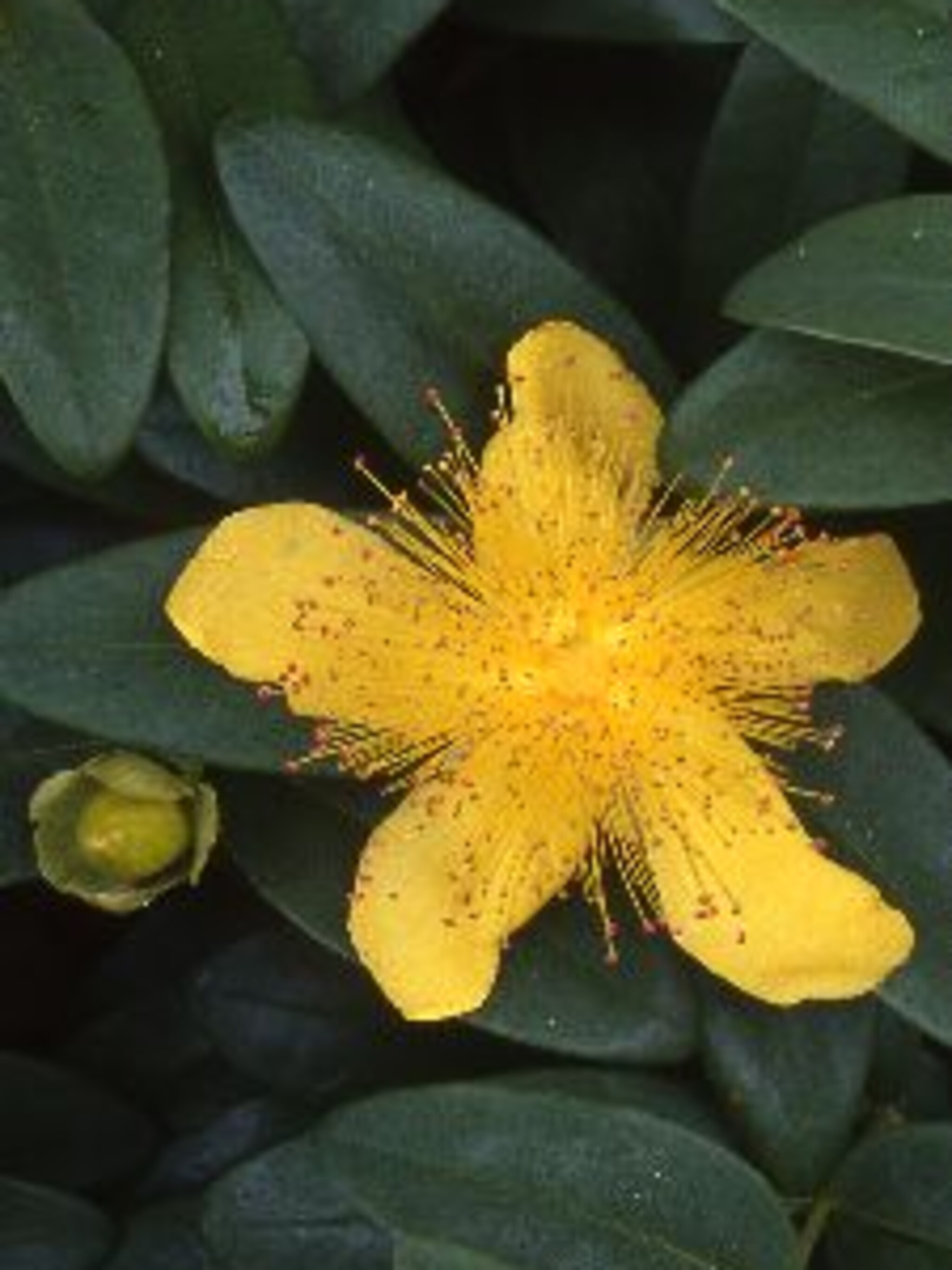 hertshooi calycinum