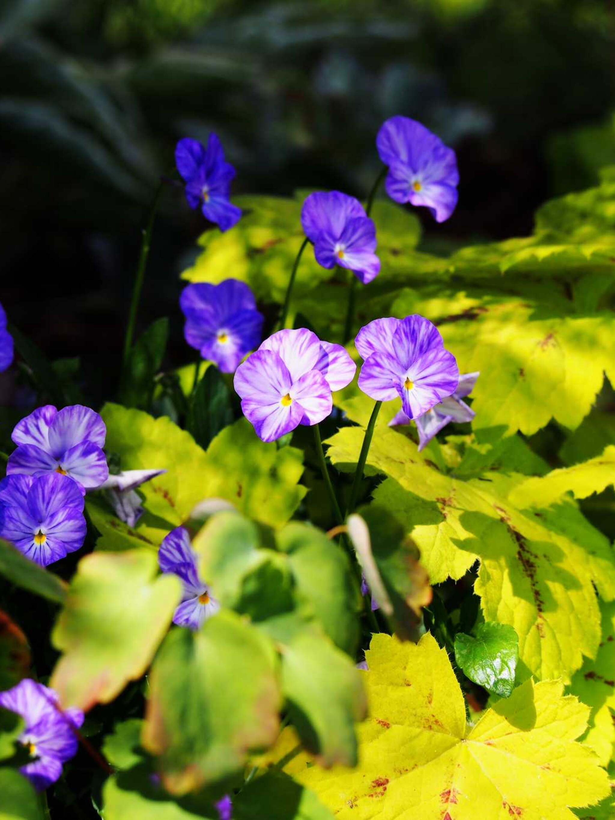 heucherella