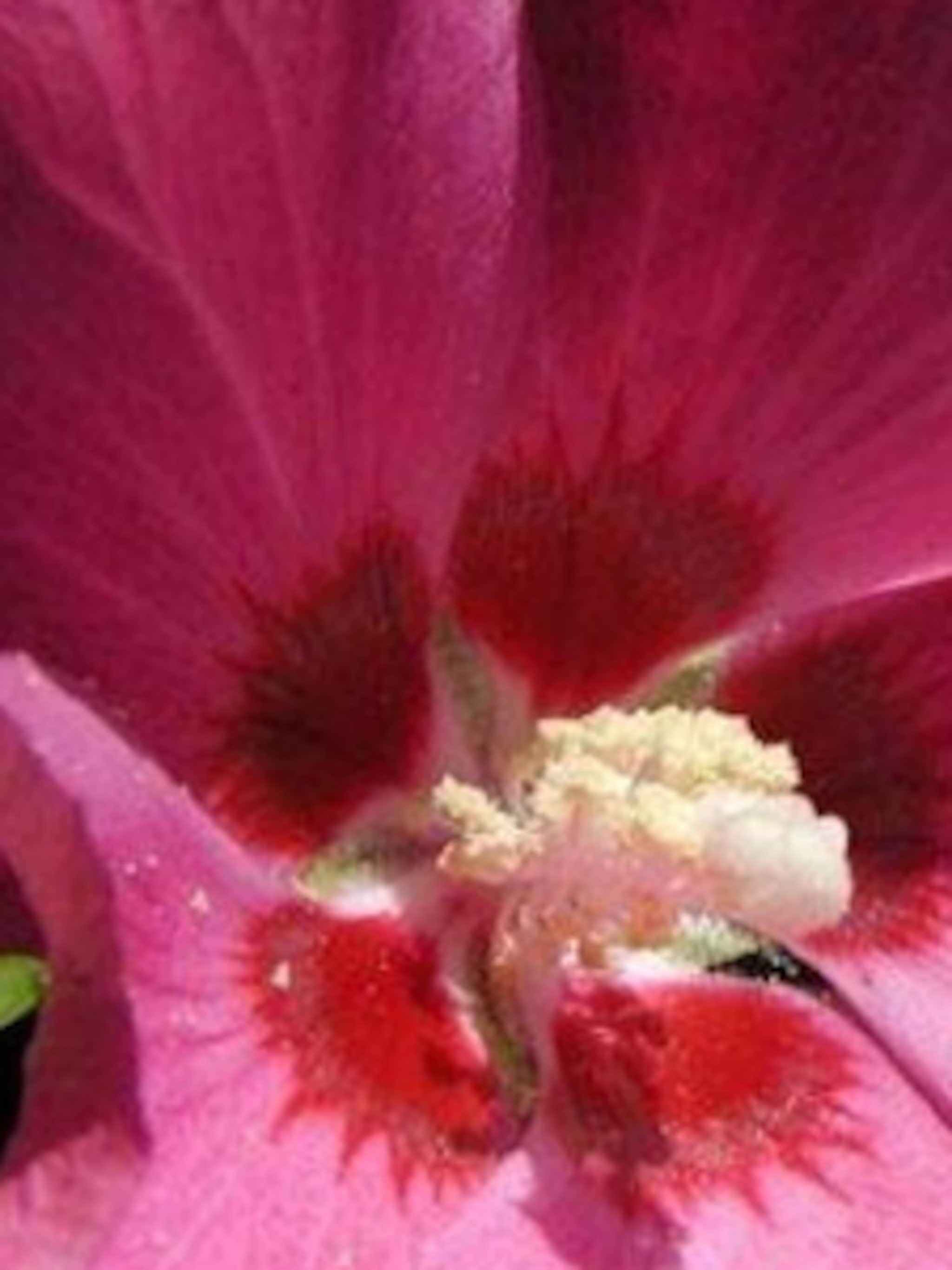 hibiscus