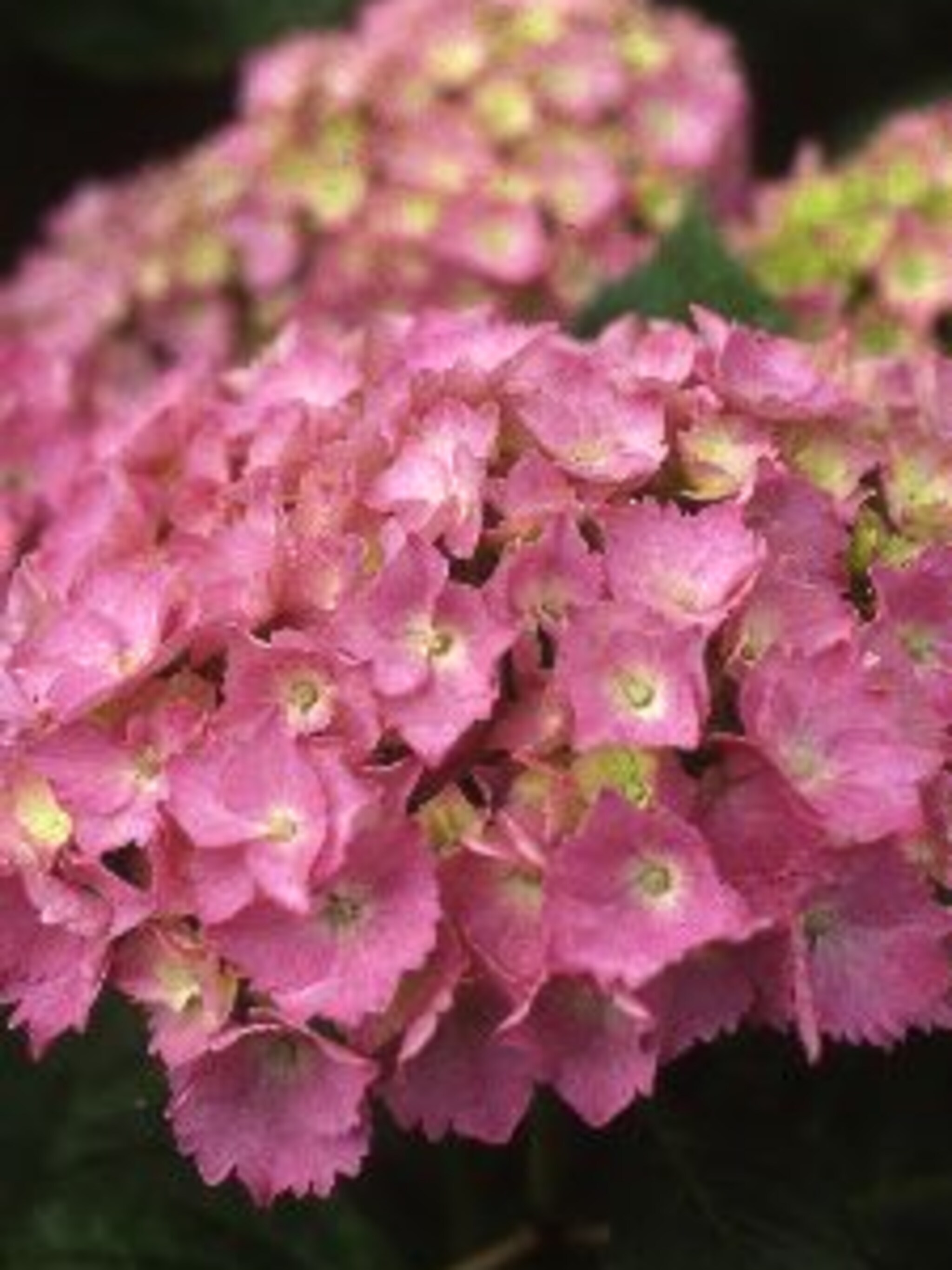 hortensia bouquet rose