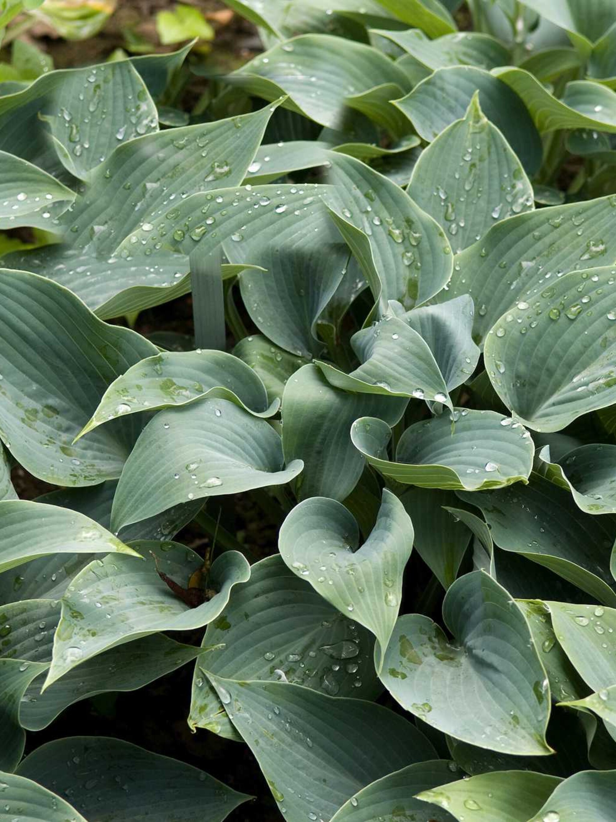 hosta sieboldii