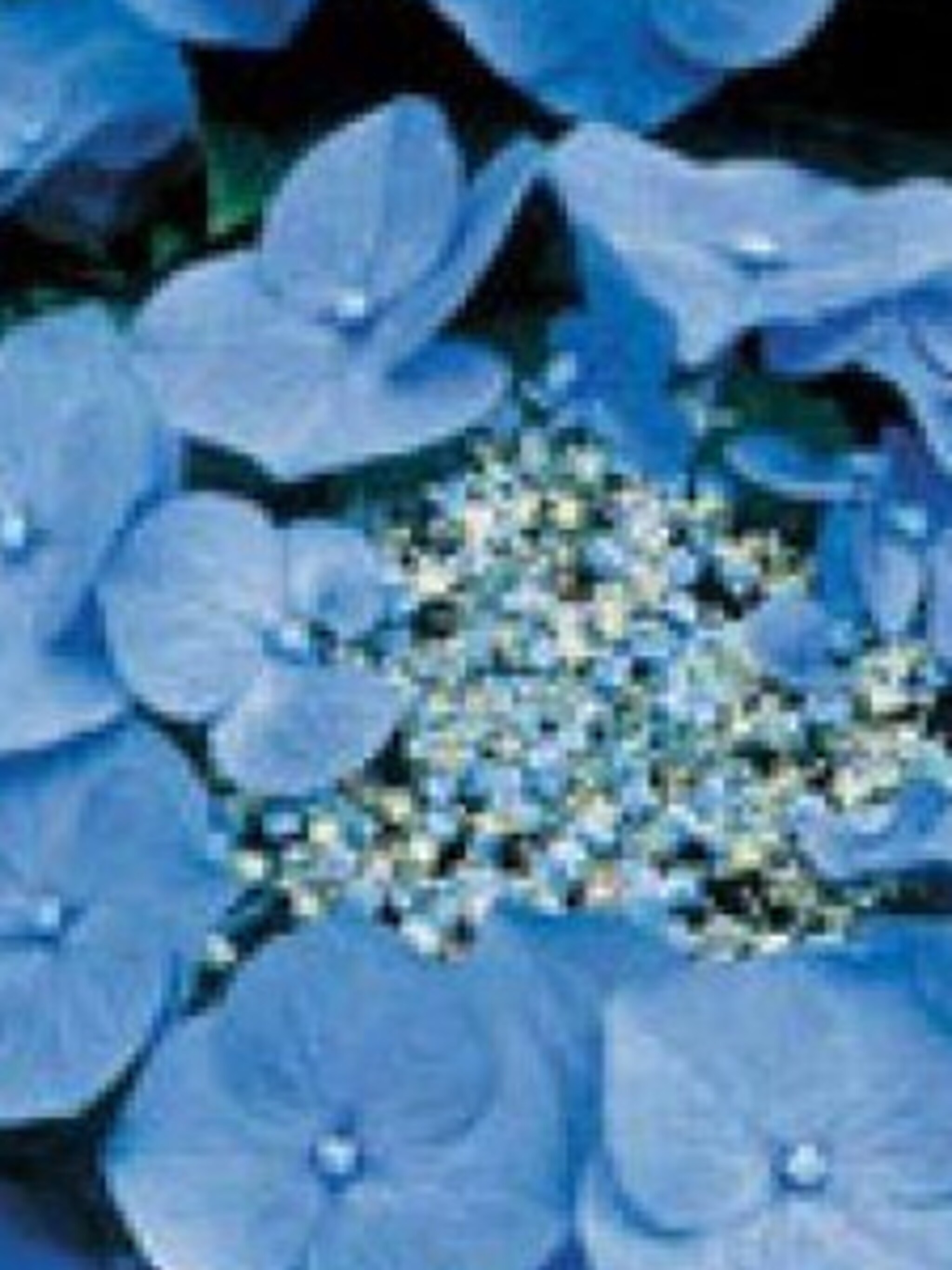 hortensia teller blue