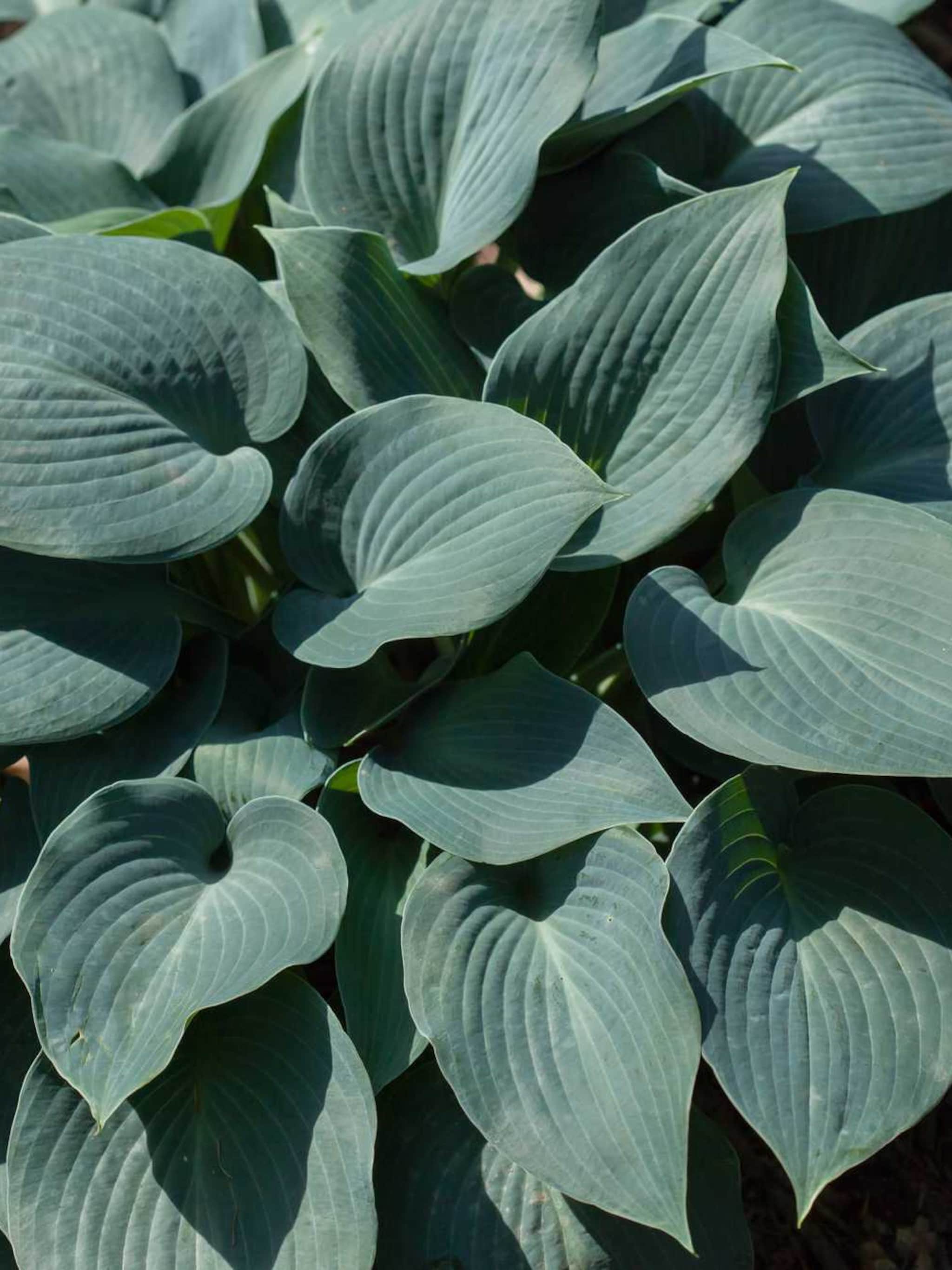 hosta blue moon