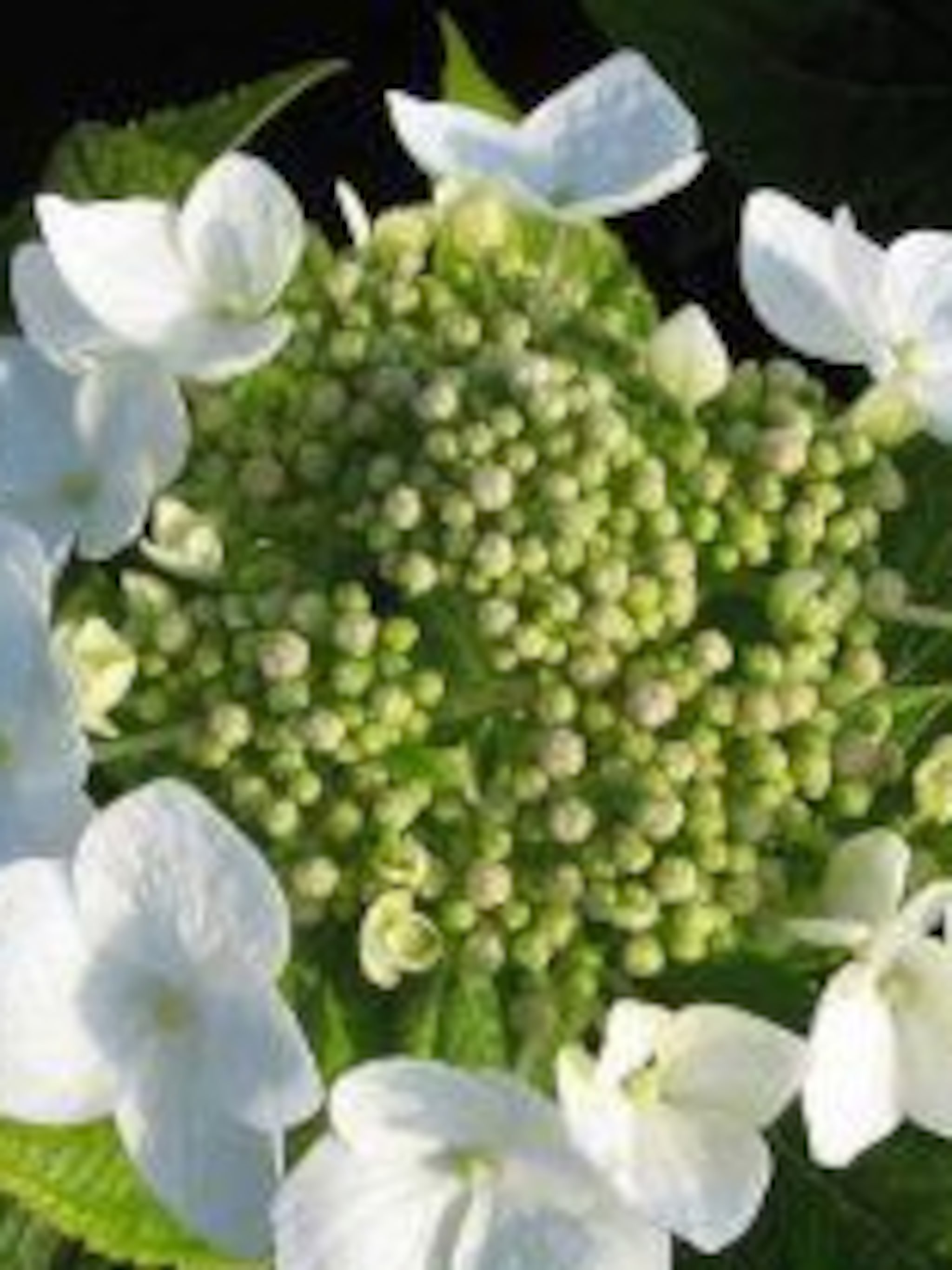hortensia teller white