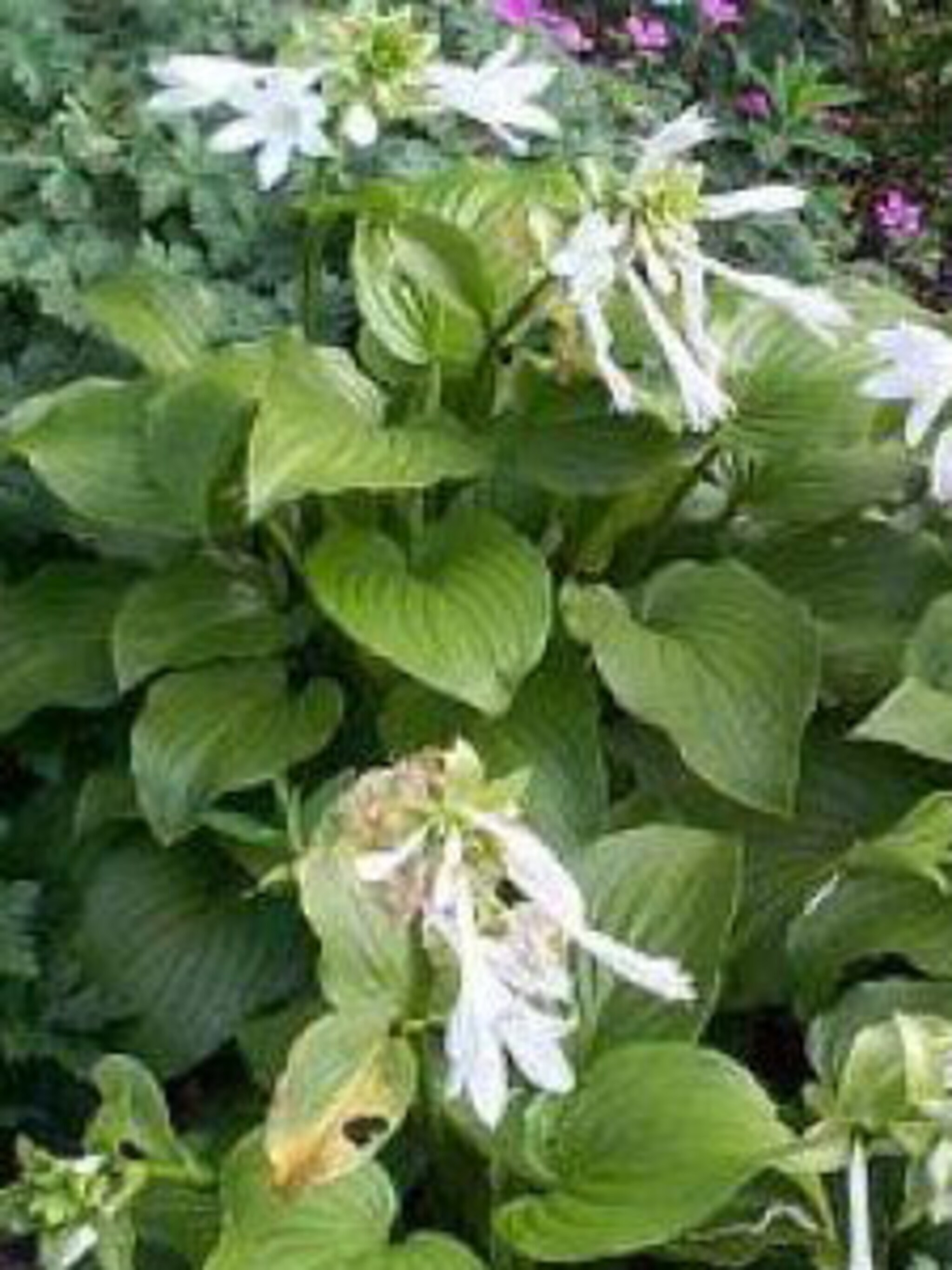 hosta varieteit grandiflora