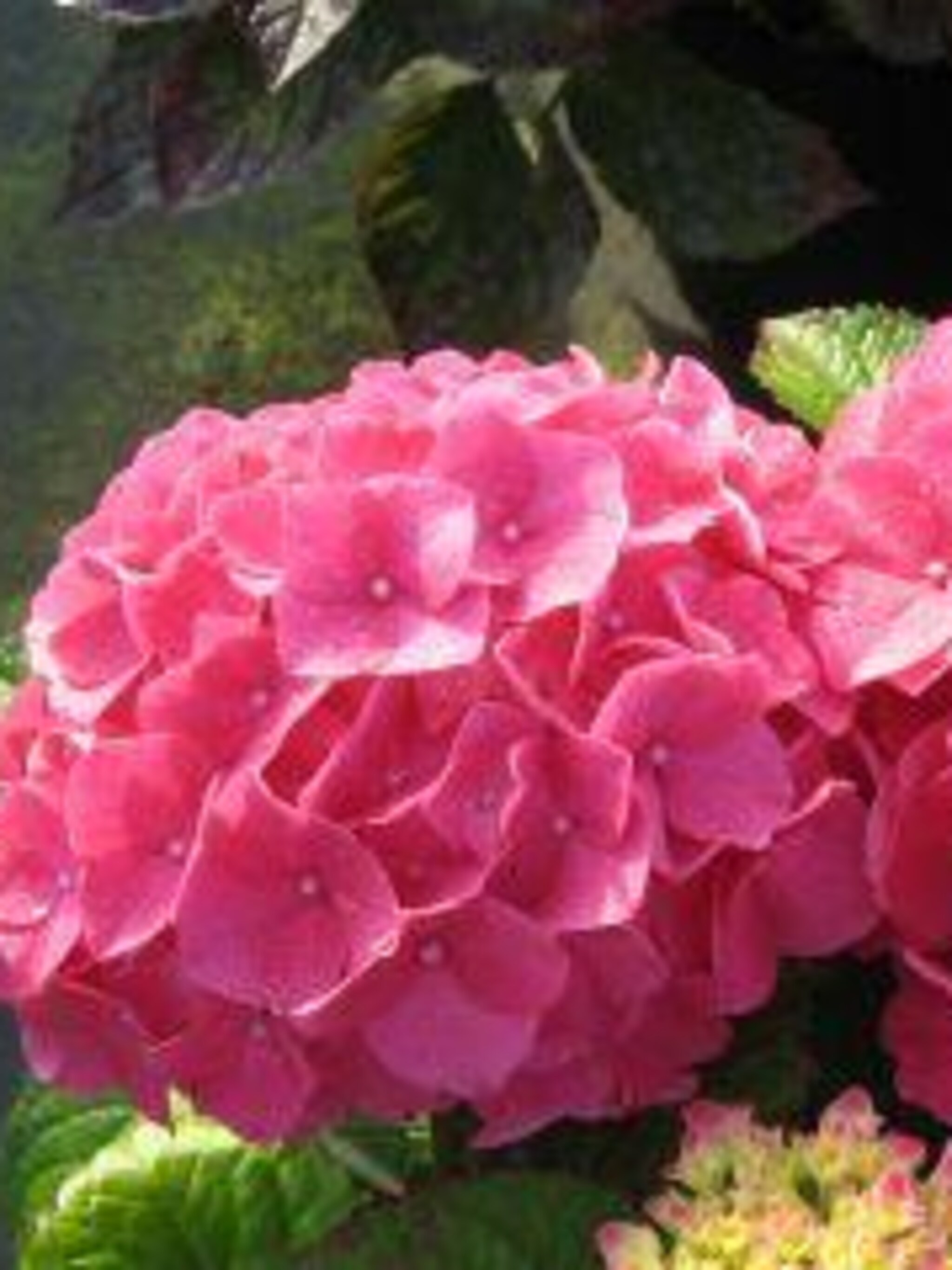 hortensia preziosa