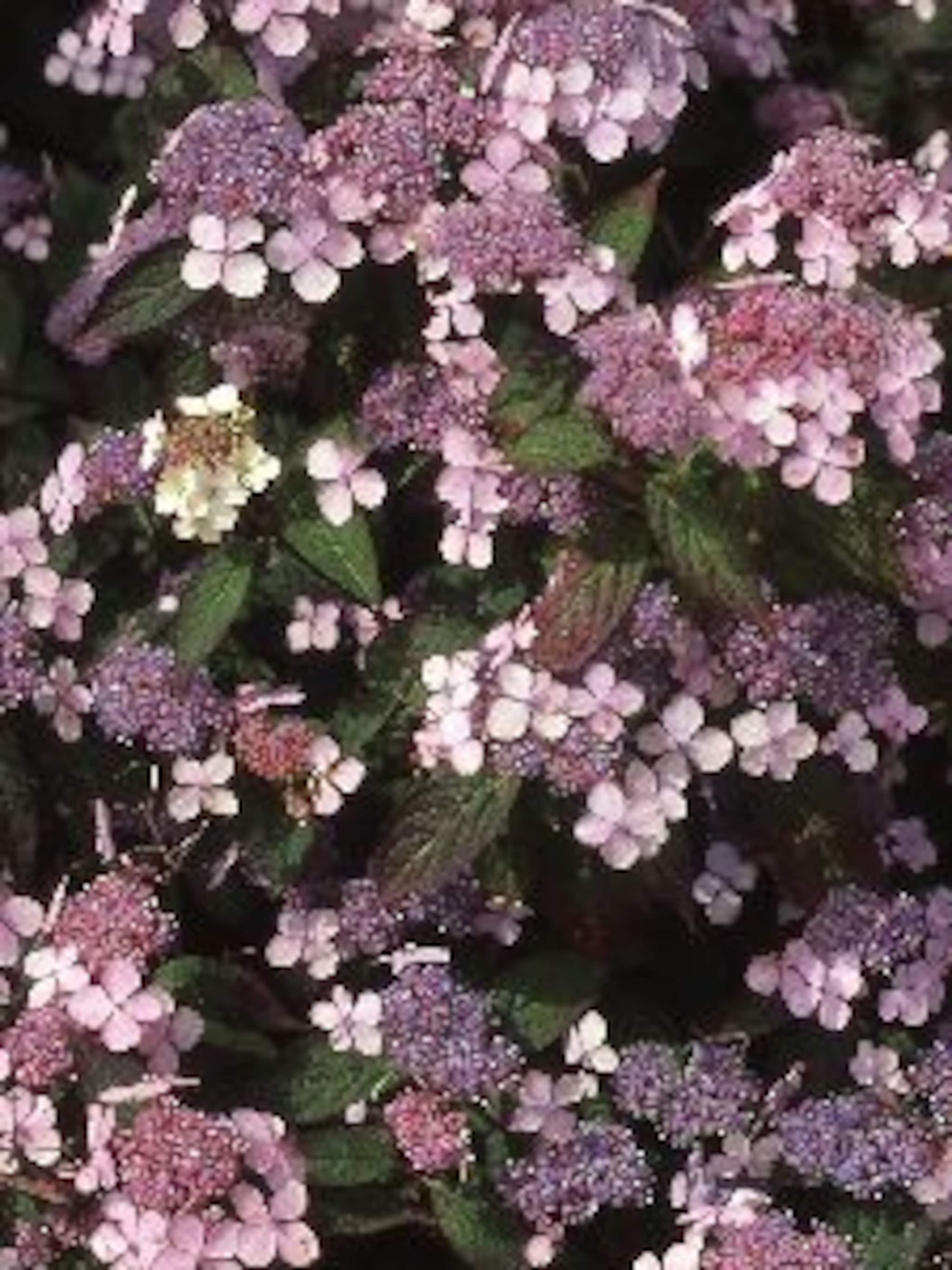 hortensia bluebird