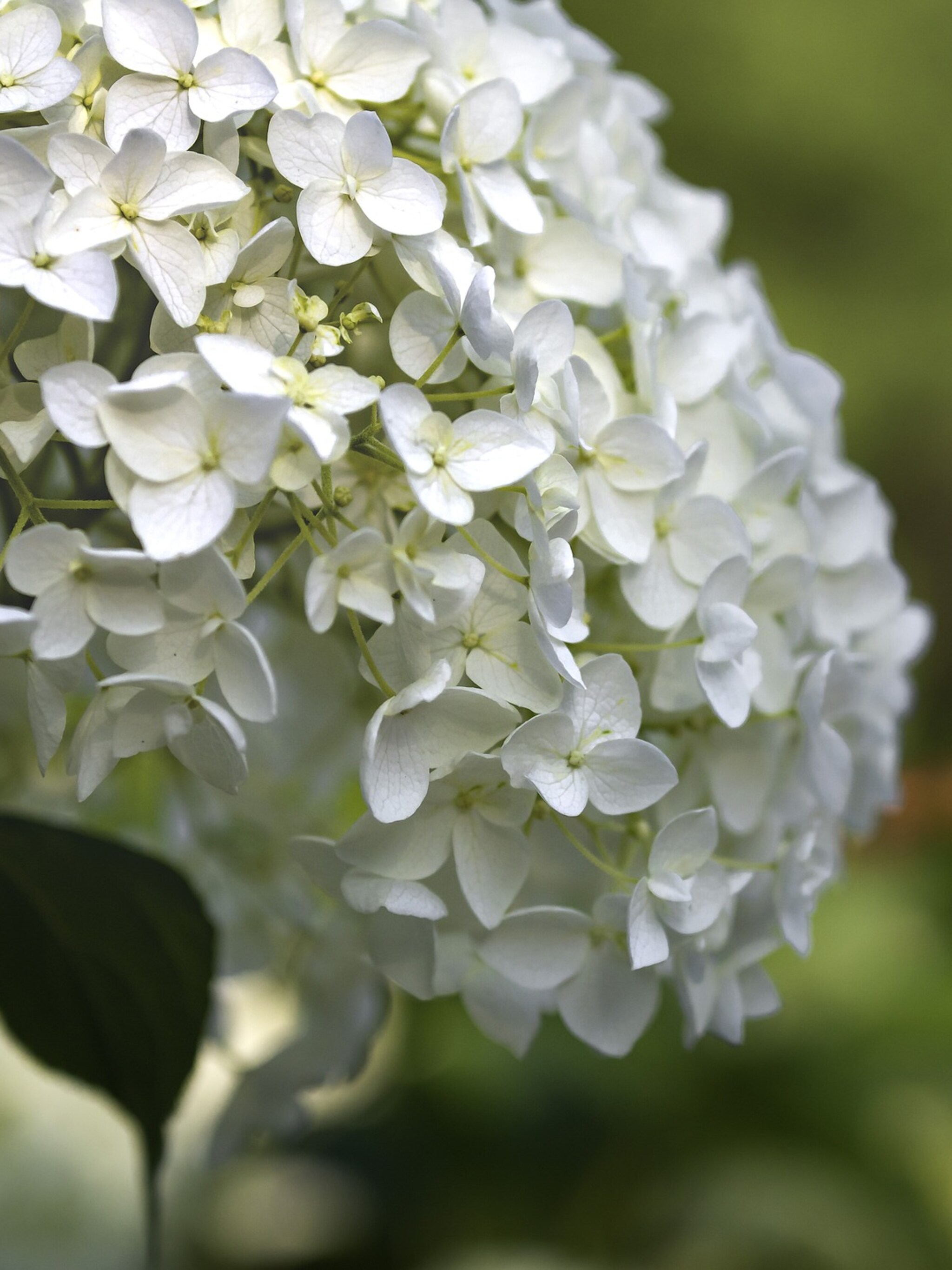 alles over de hortensia