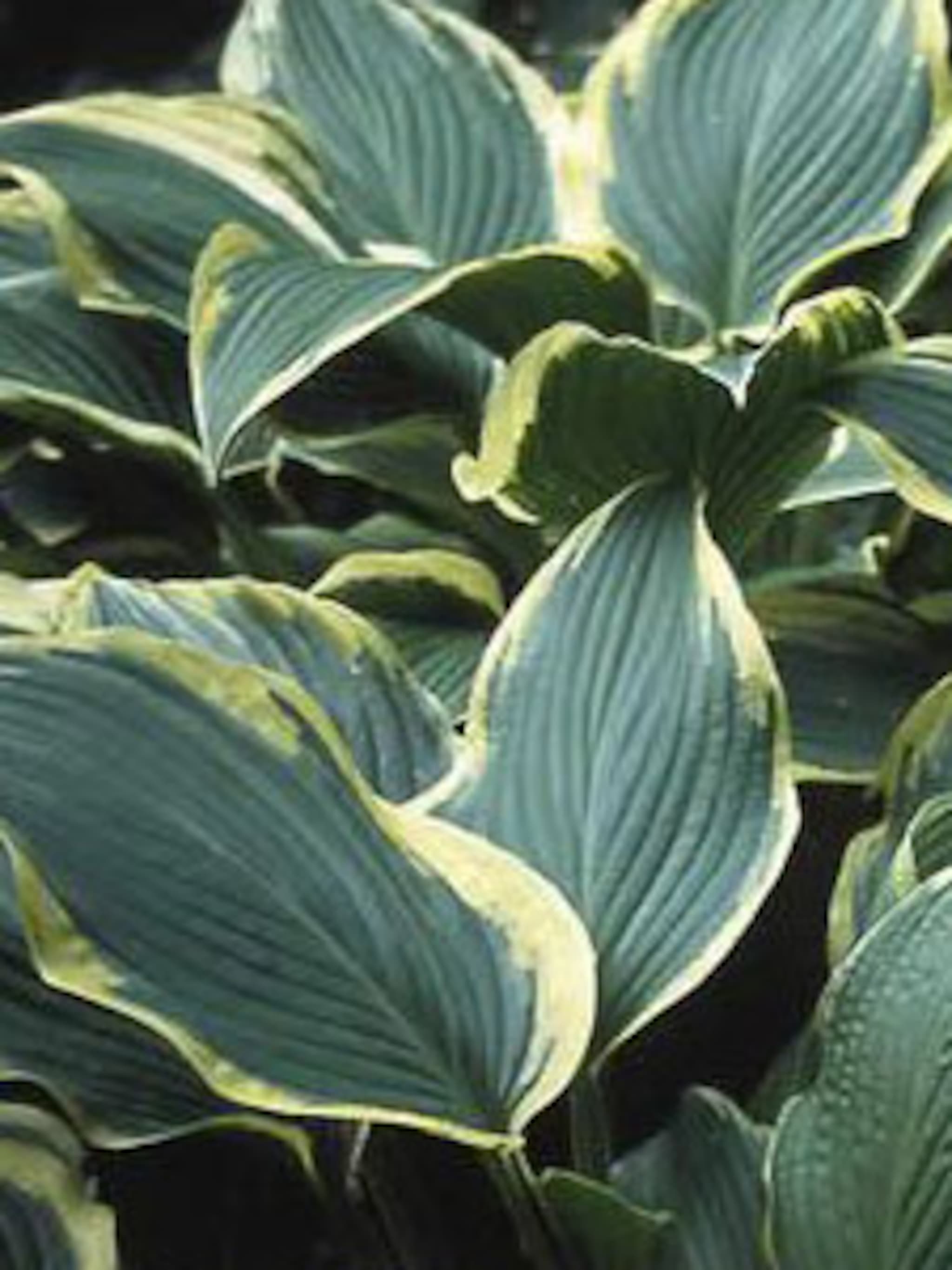 hosta furtunei aureomarginata