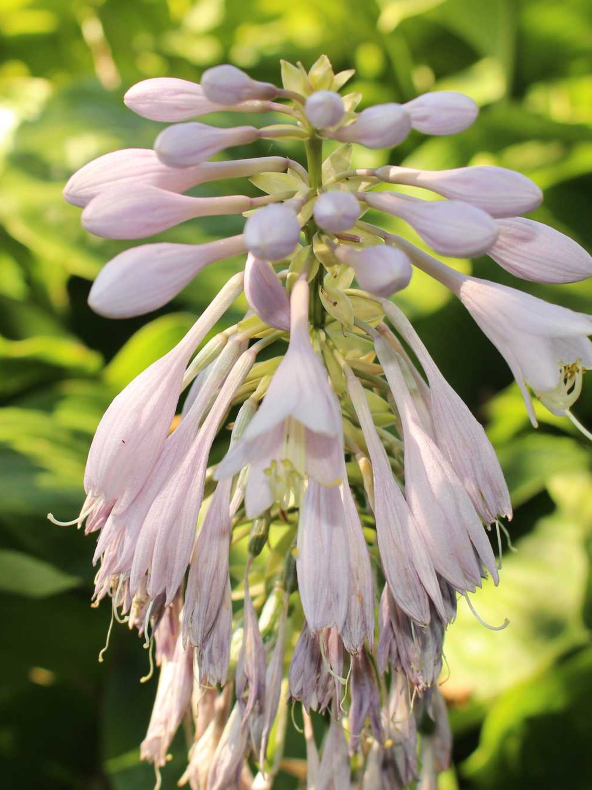 hosta nakaiana