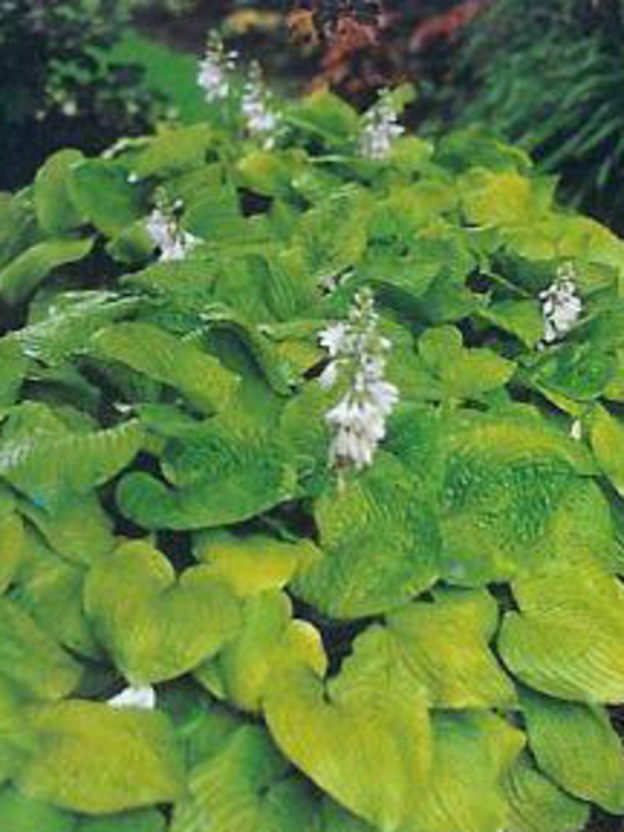 hosta august moon
