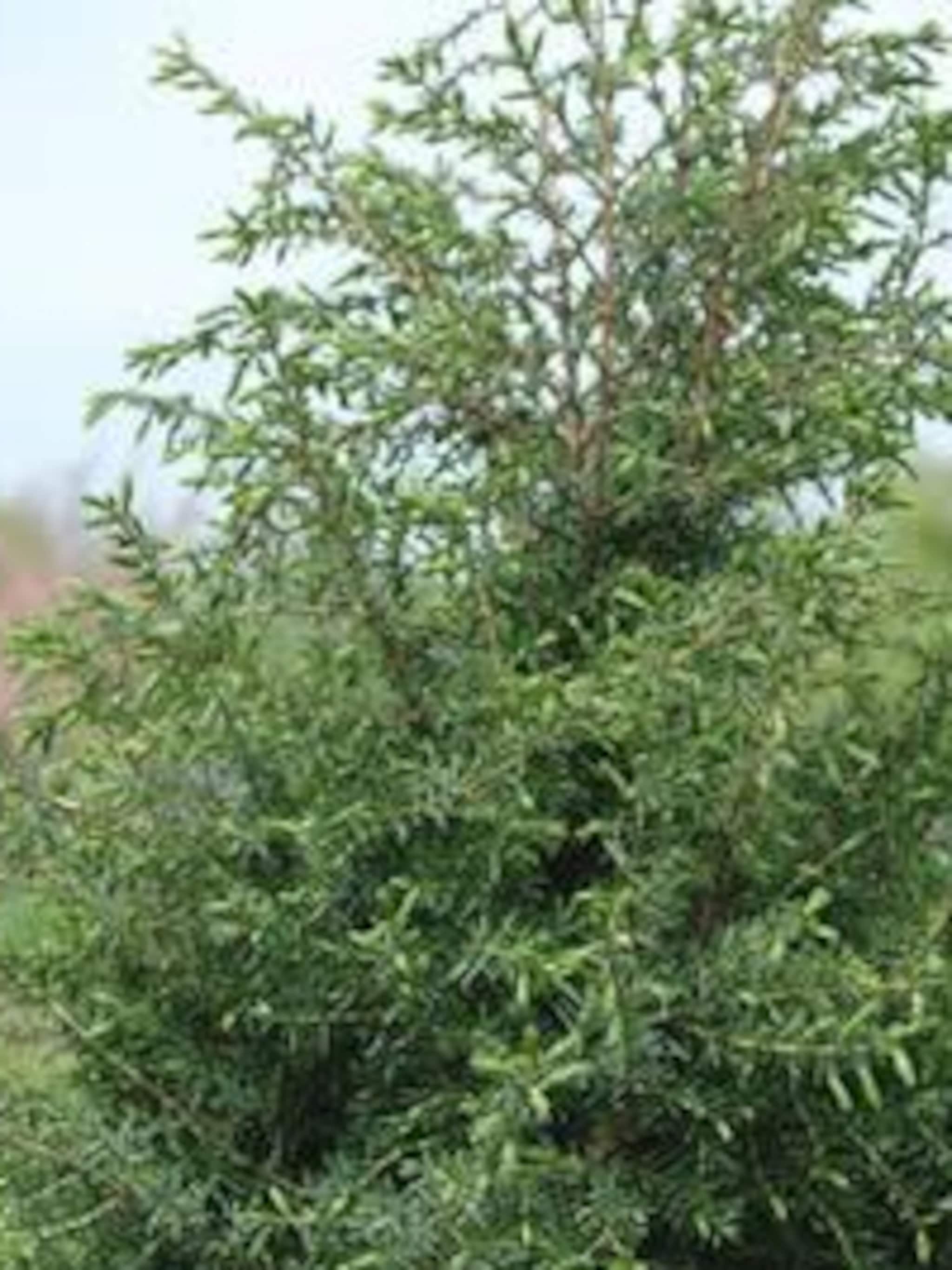 jeneverbes hibirnica