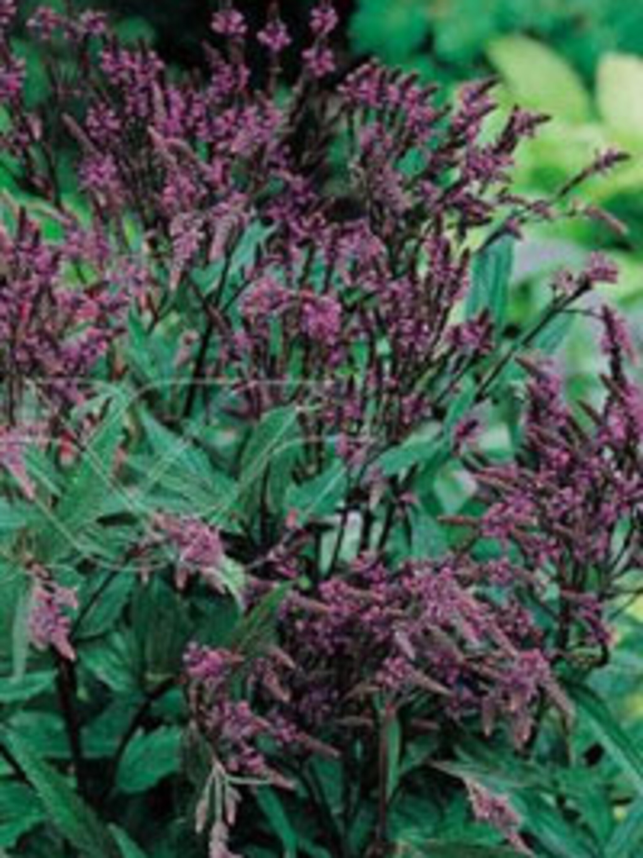 ijzerhard hastata