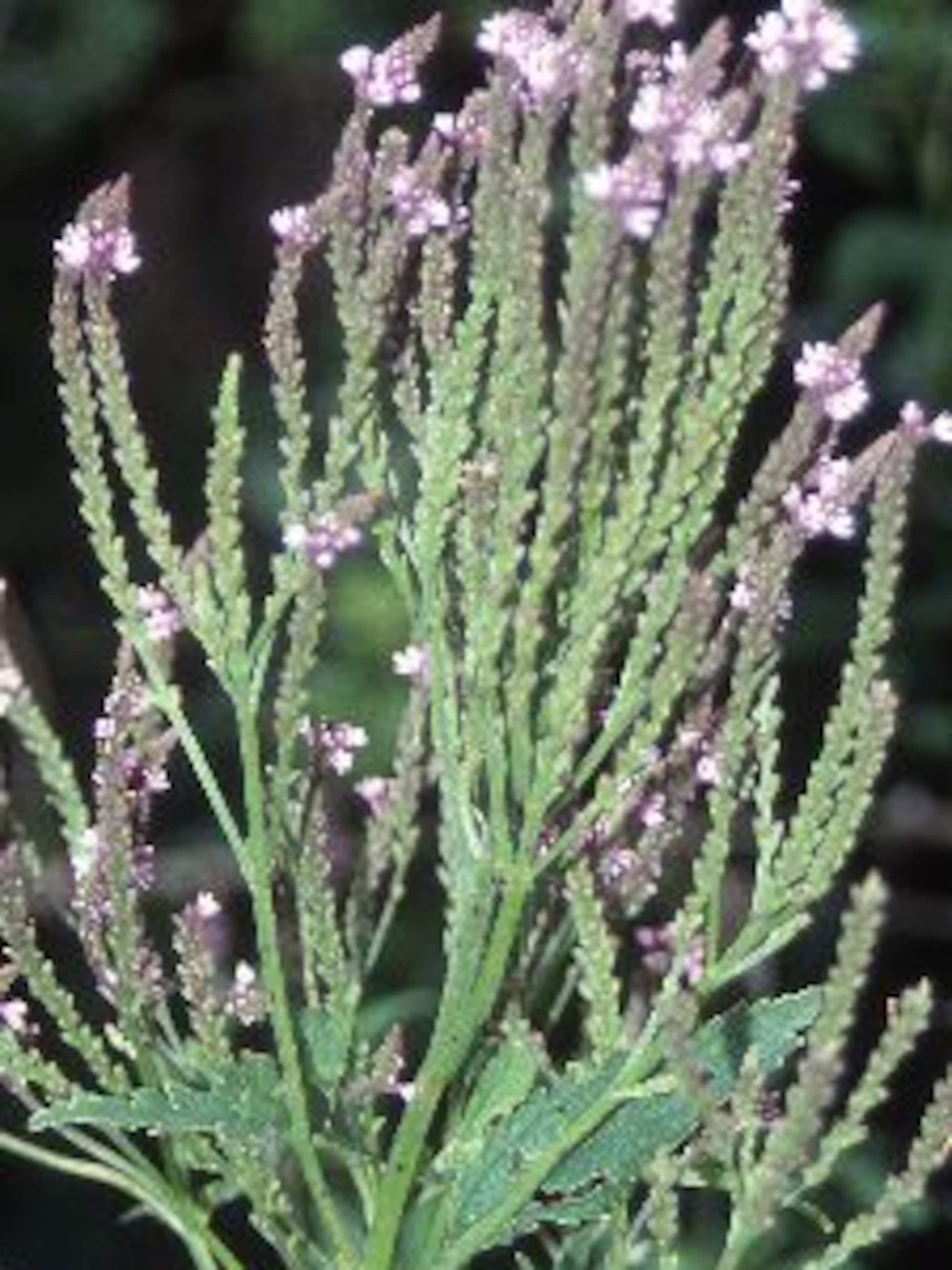 ijzerhard rosea