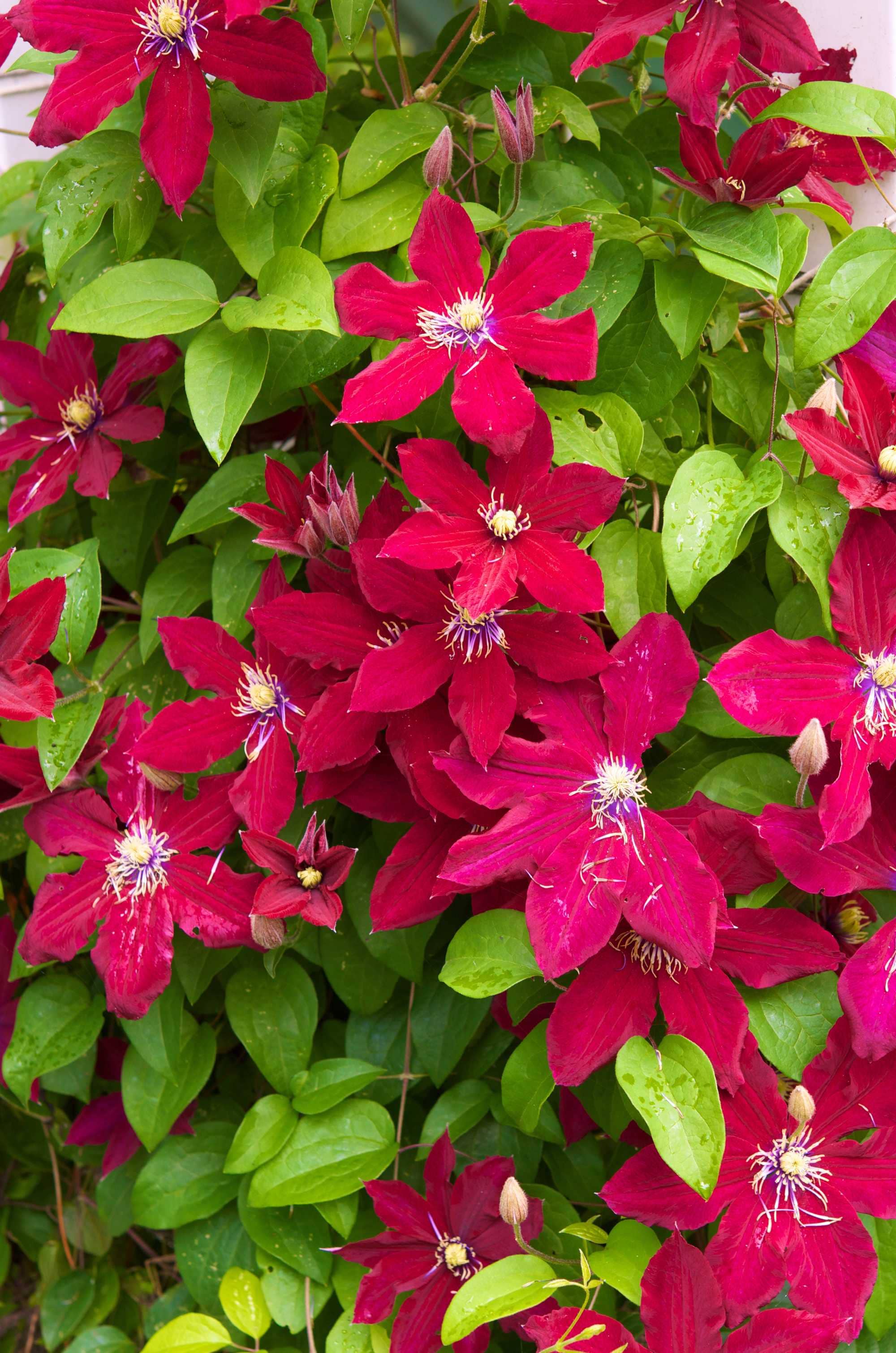 beeld vtwonen Shutterstock / Candia Baxter