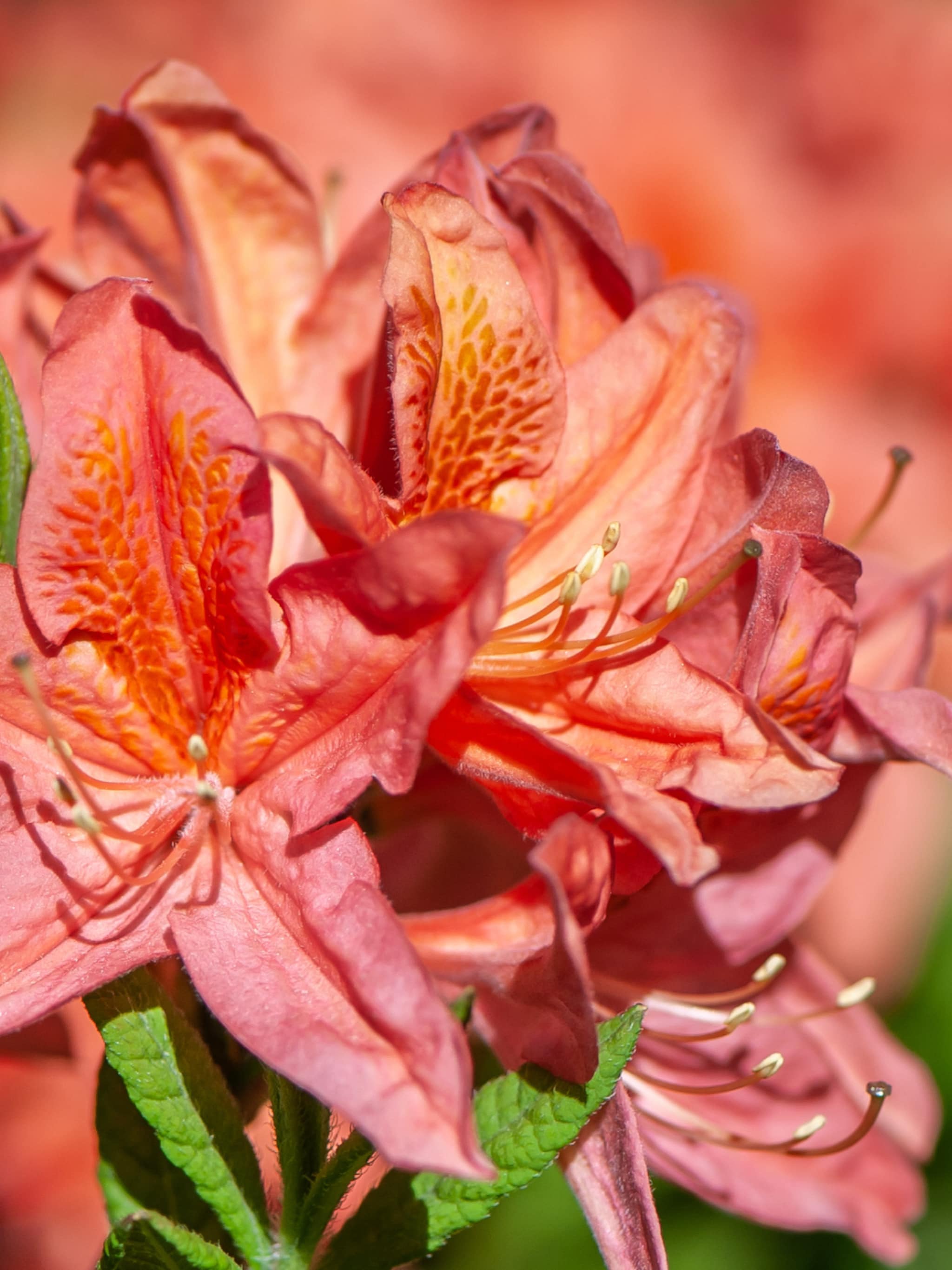 alles over de japanse azalea