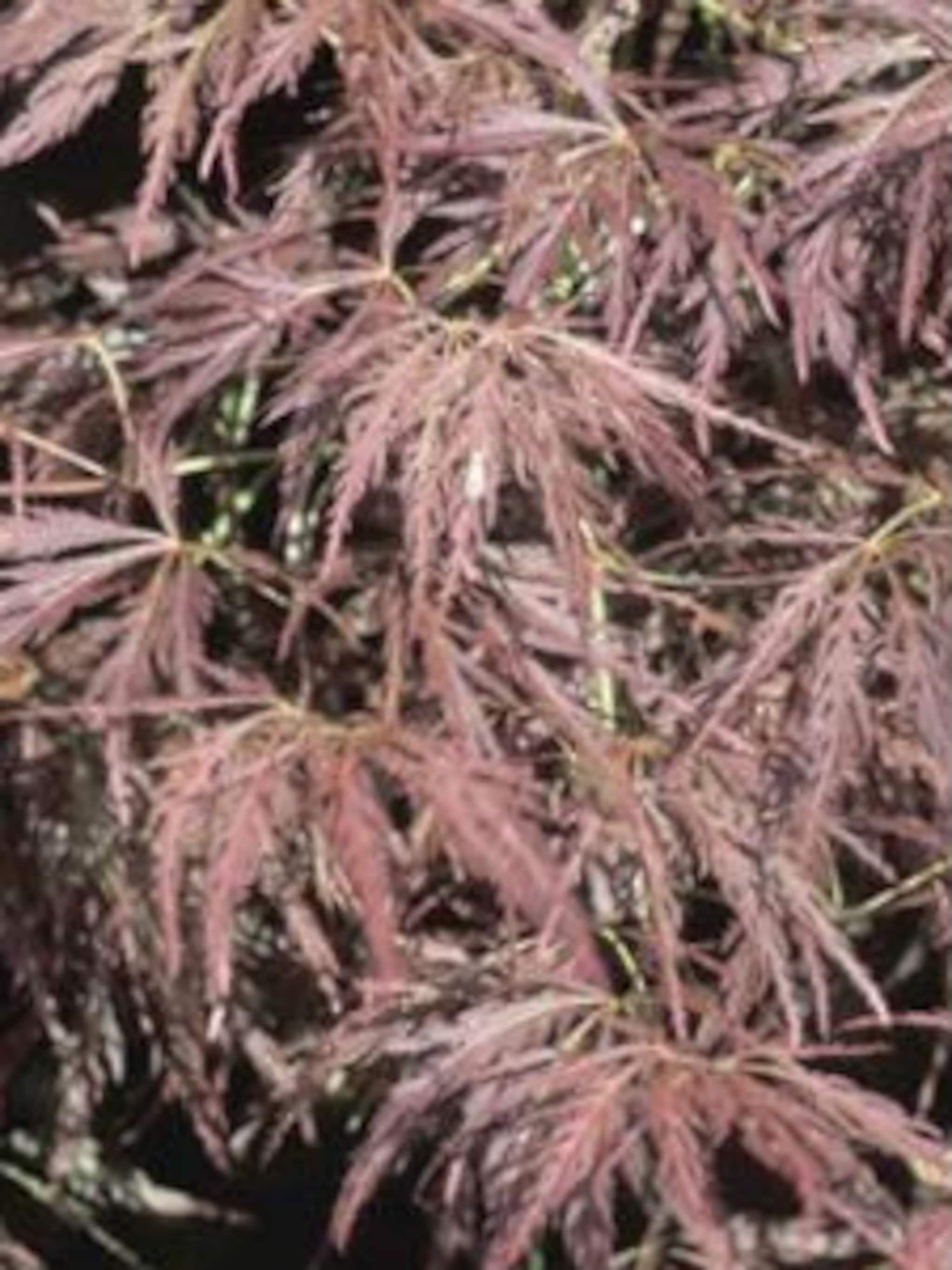japanse esdoorn ornatum