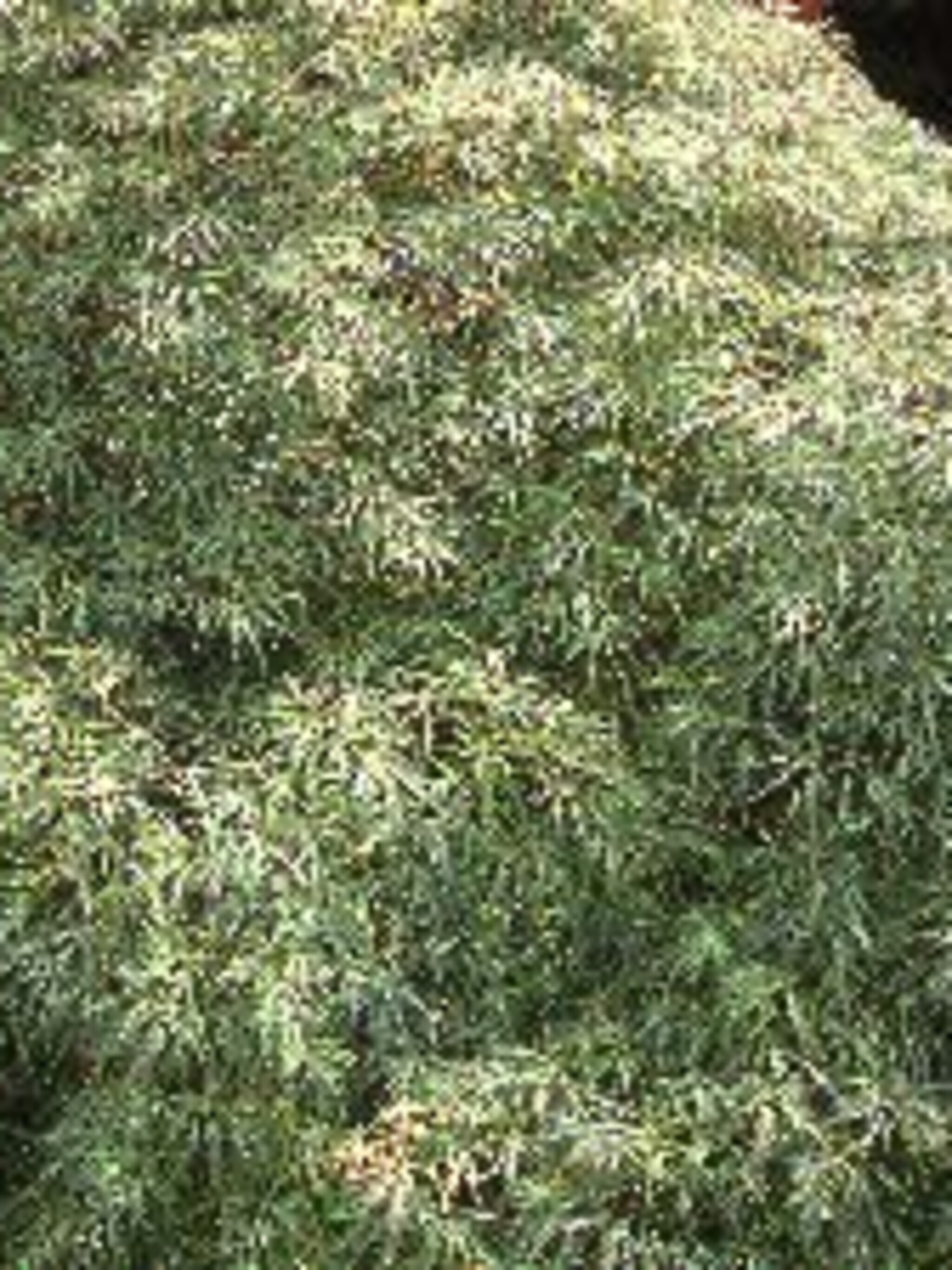 japanse esdoorn palmatum