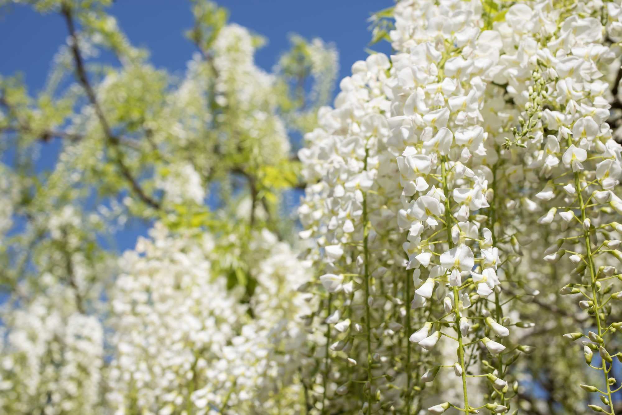 beeld vtwonen Shutterstock / Varts