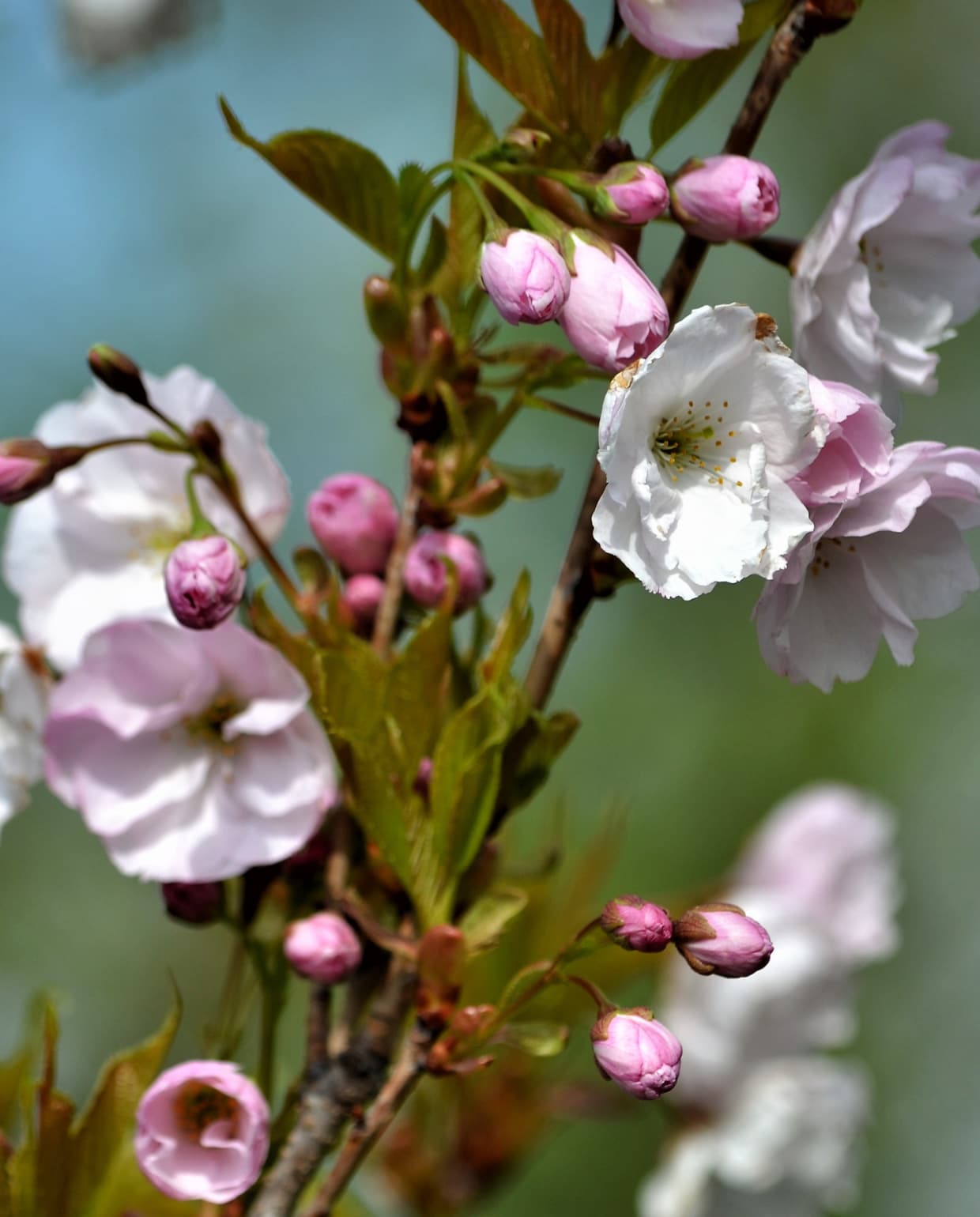 Japanse sierkers (Prunus serrulata ‘Amanogawa’) Canva