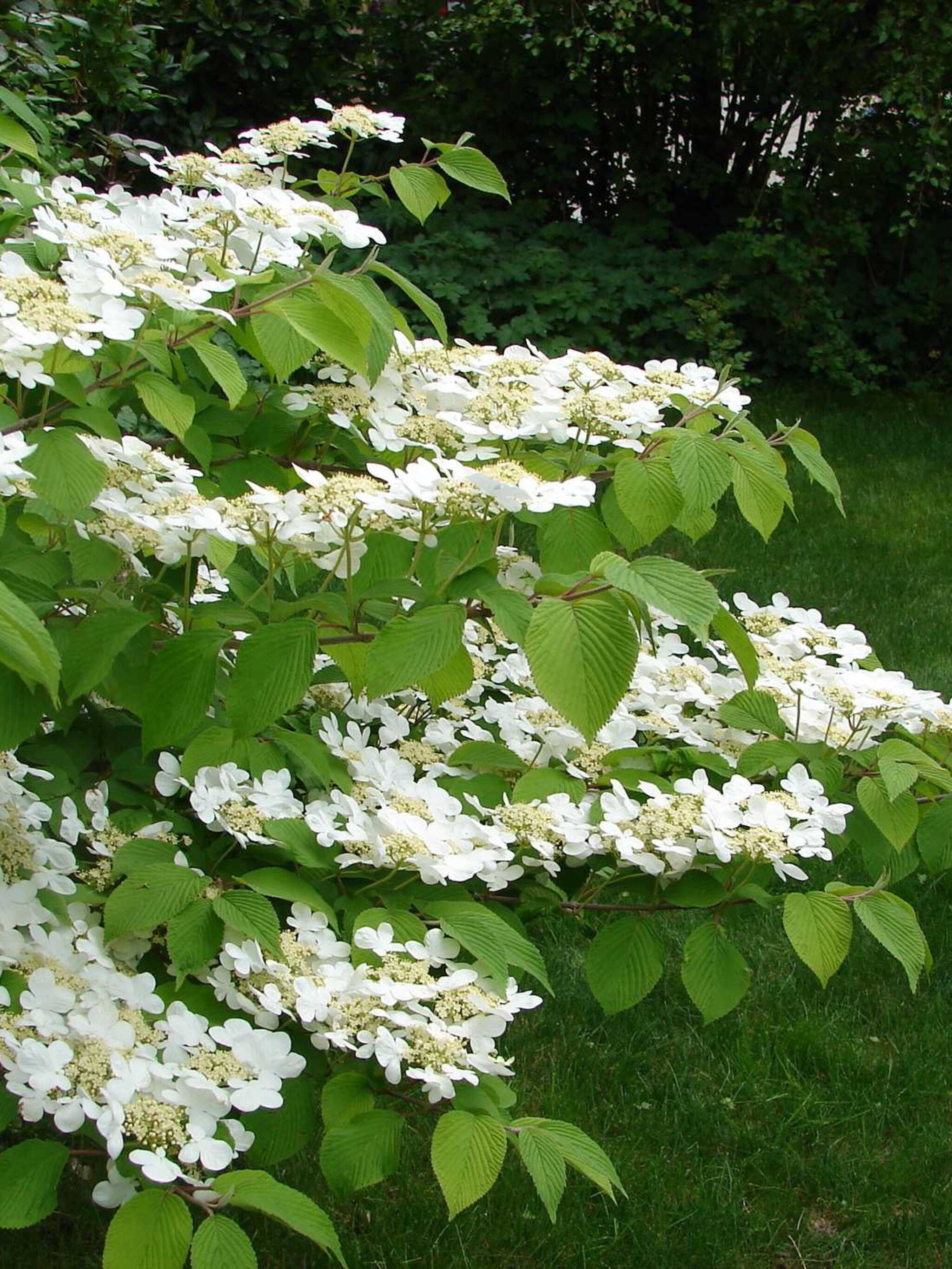 japanse sneeuwbal cascade