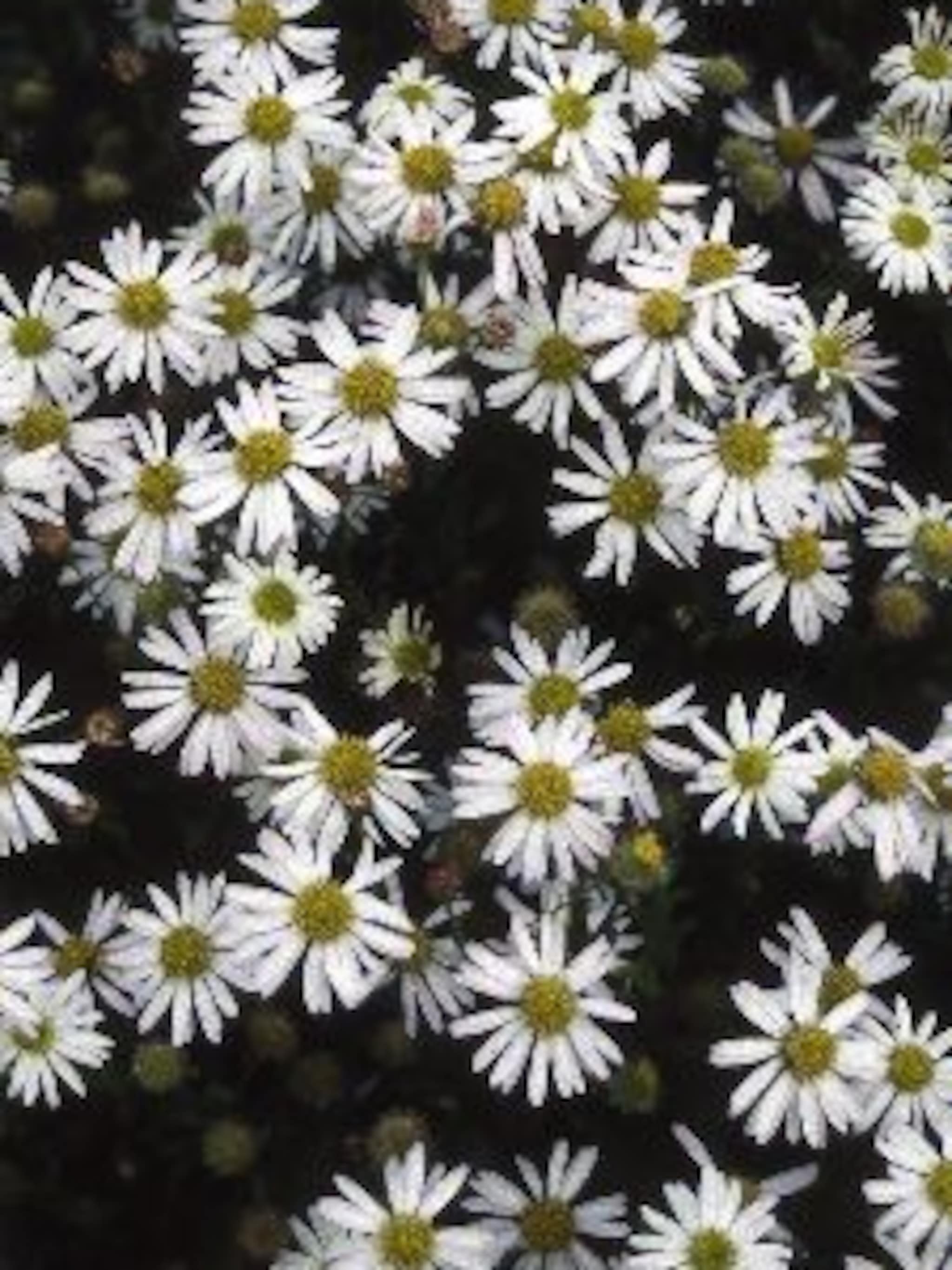 kalimeris