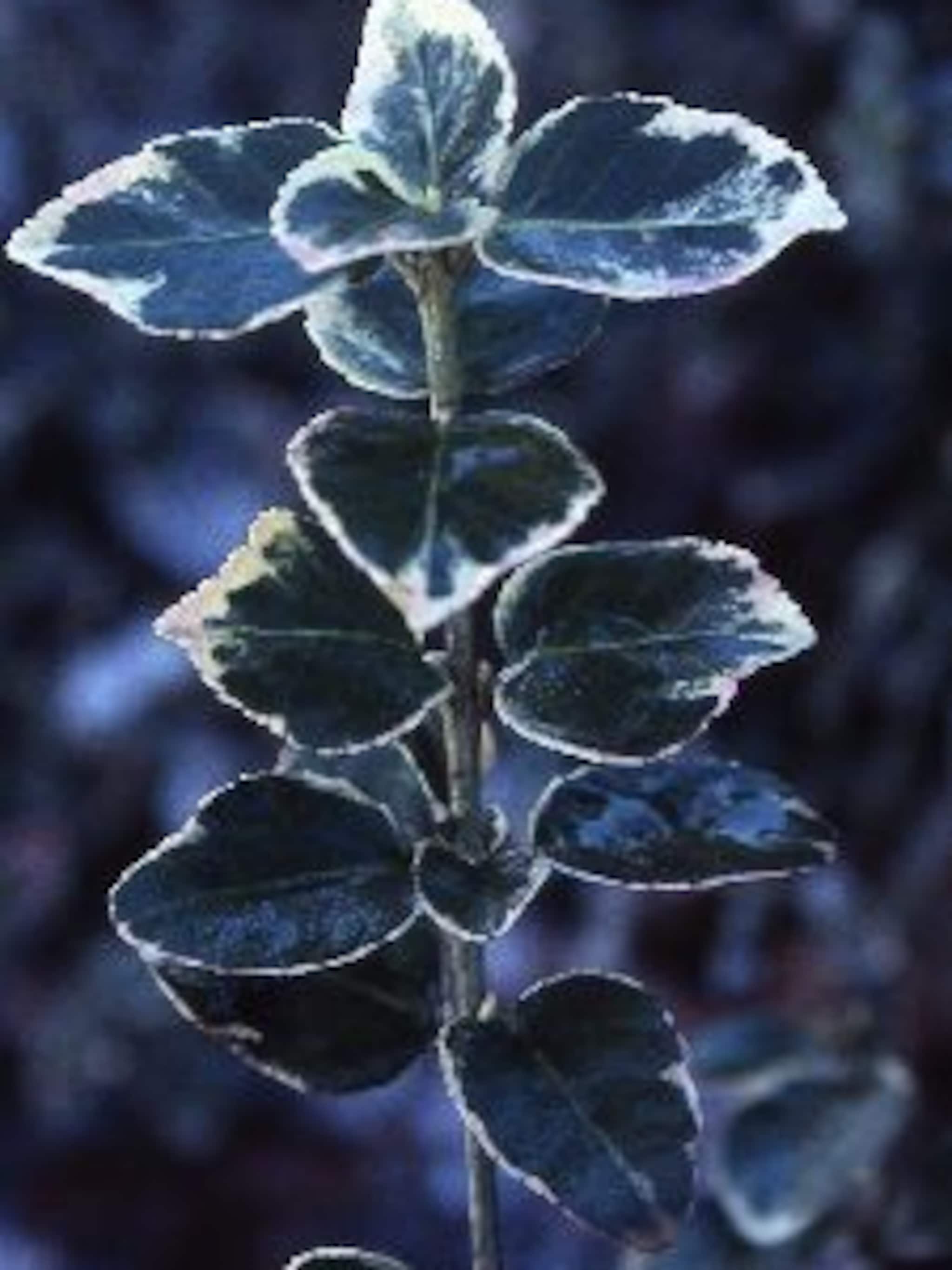 kardinaalshoed silver queen
