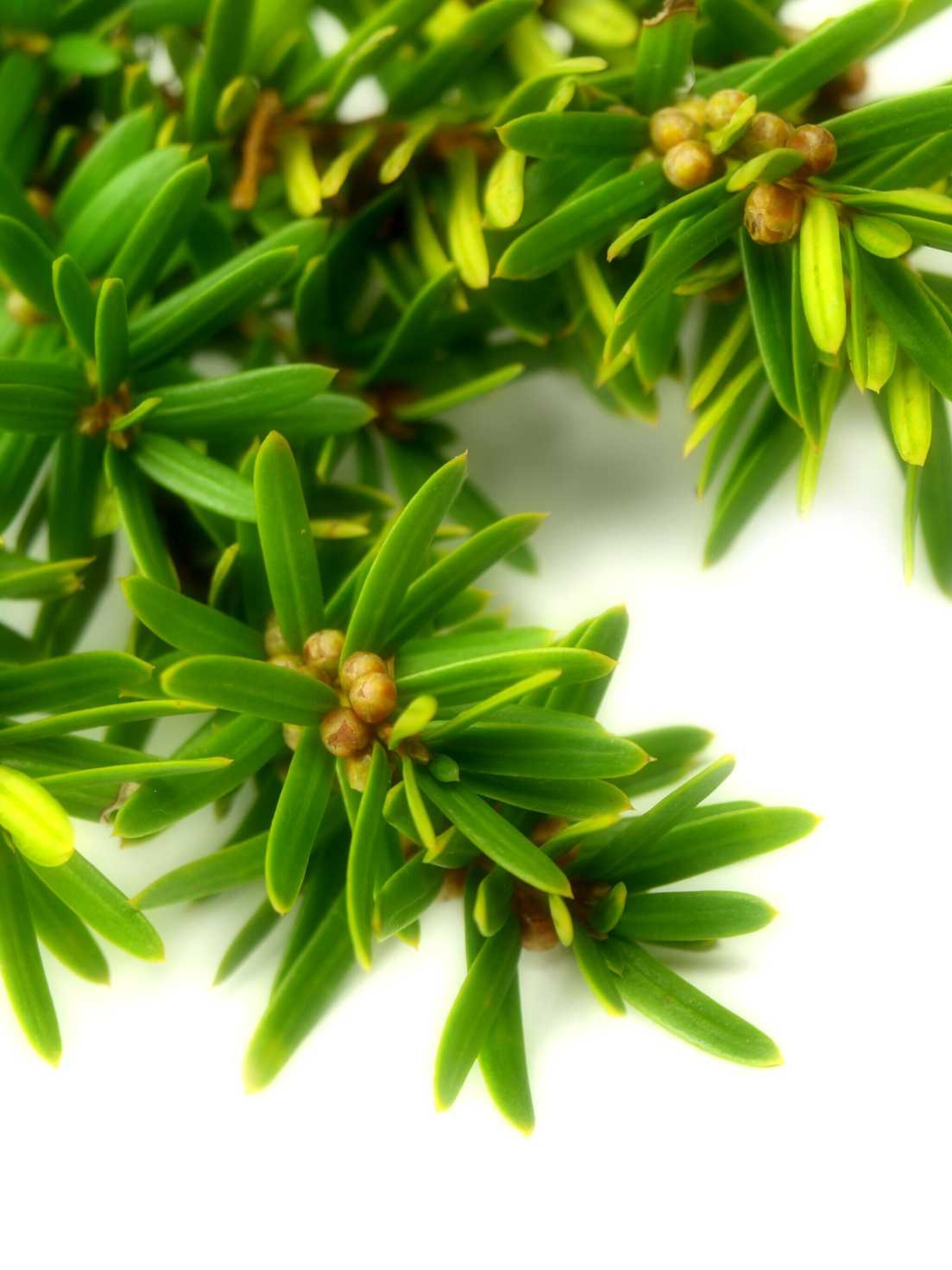 japanse taxus