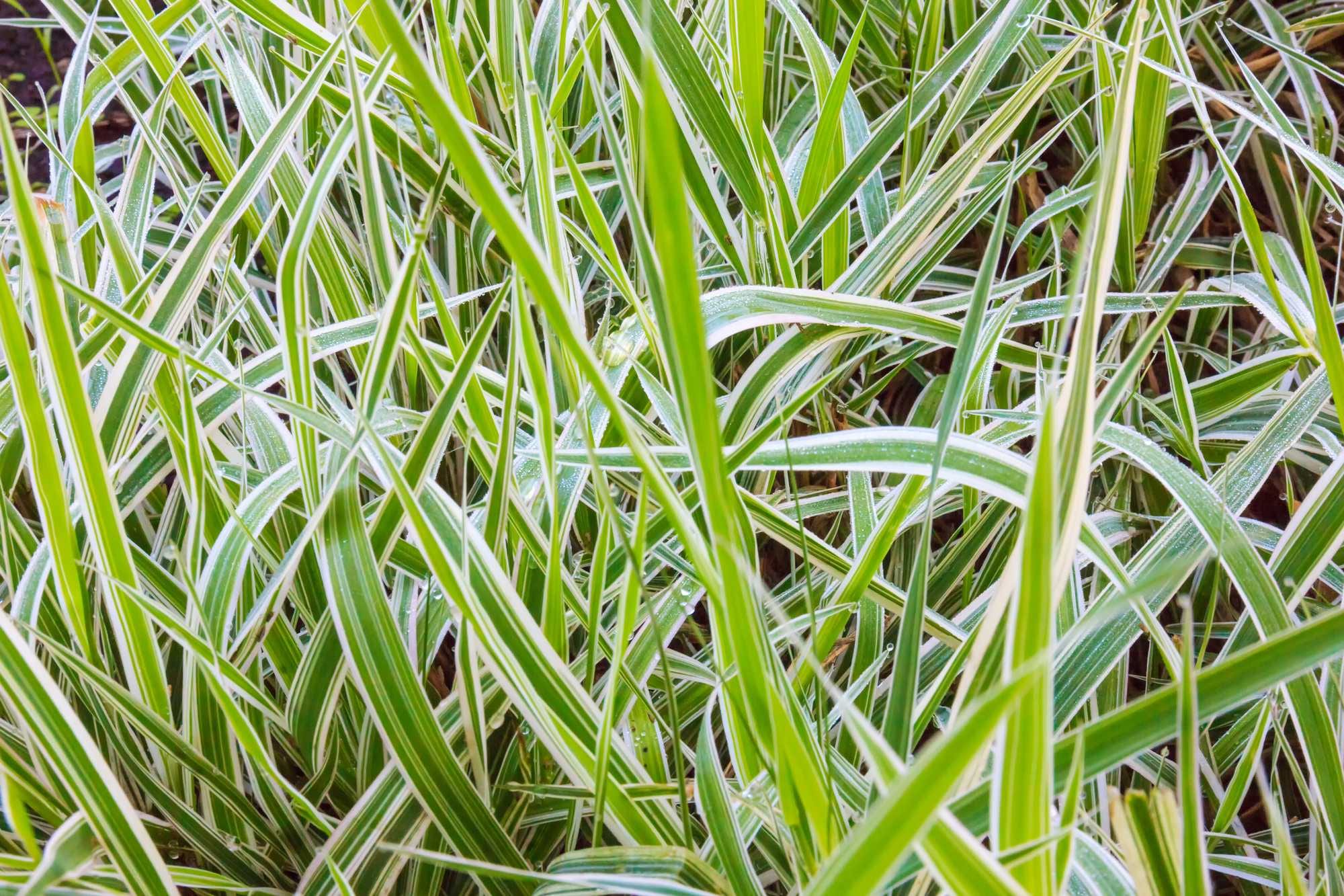 beeld vtwonen Shutterstock / periscope