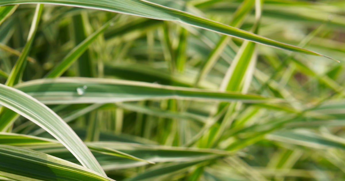 Alles over Japanse zegge - Carex morrowii 'Variegata'