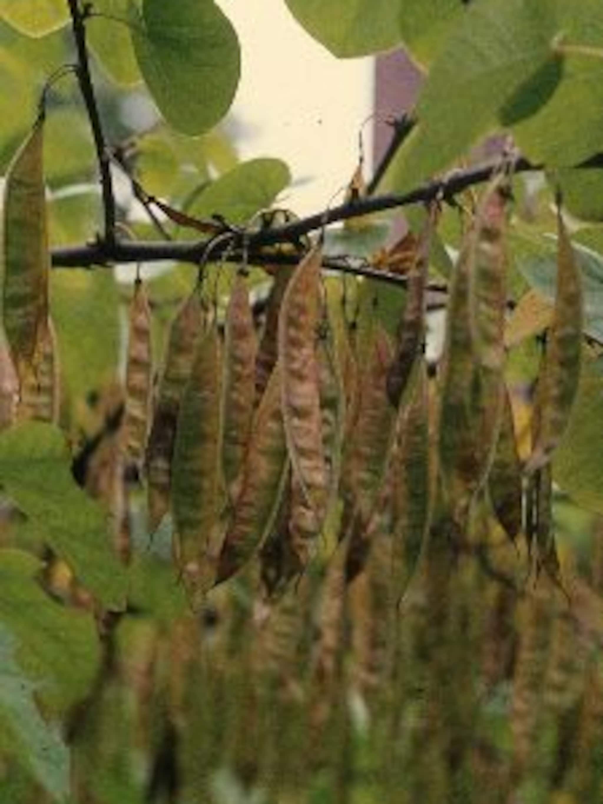 judasboom siliquastrum