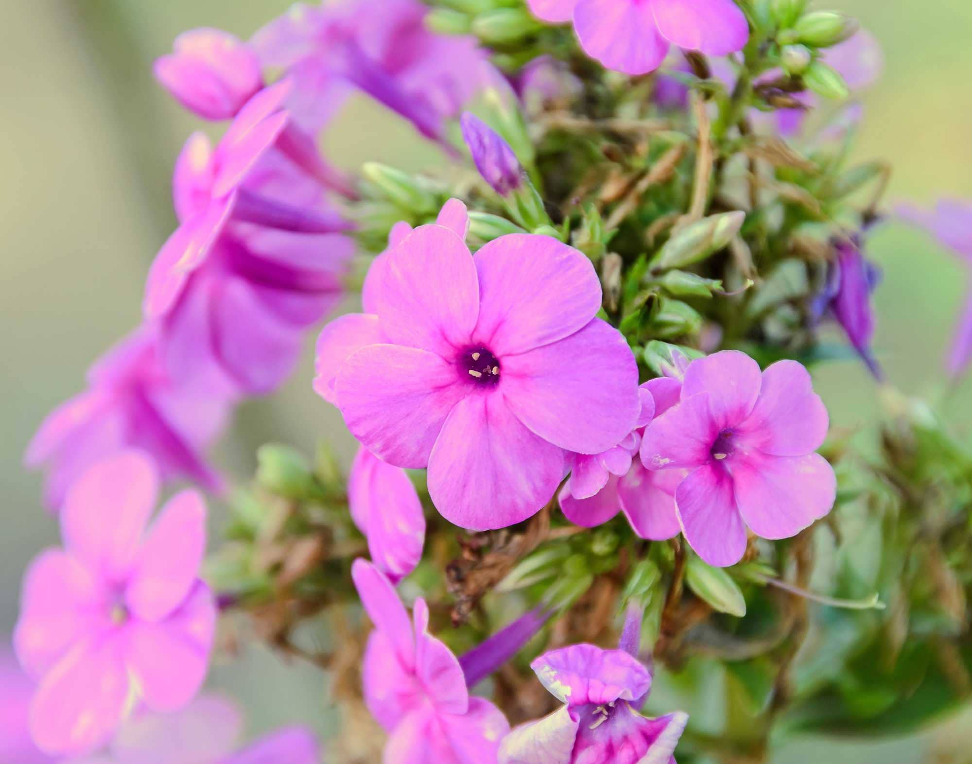 beeld vtwonen Shutterstock / ncristian