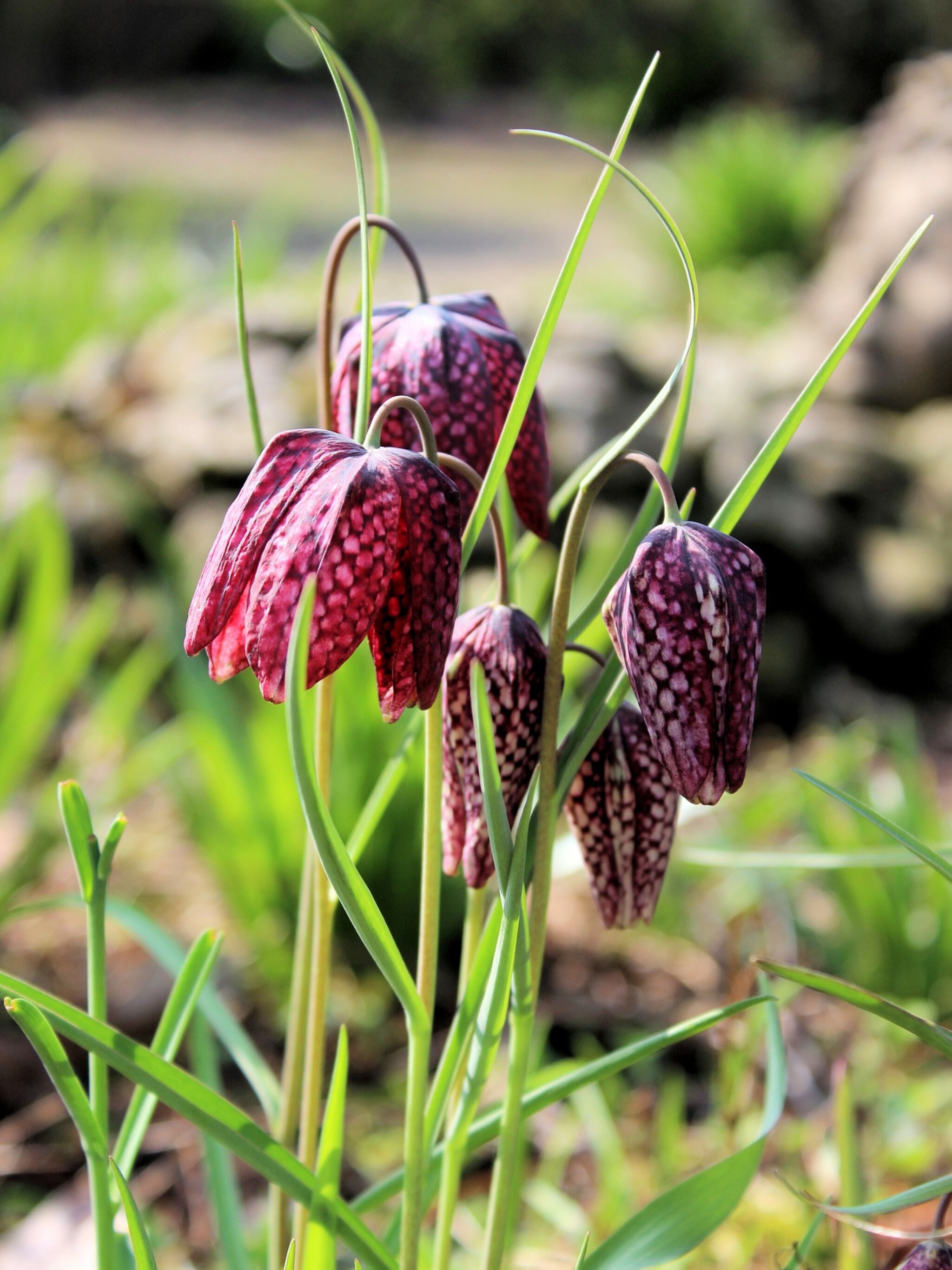 alles over de kievitsbloem