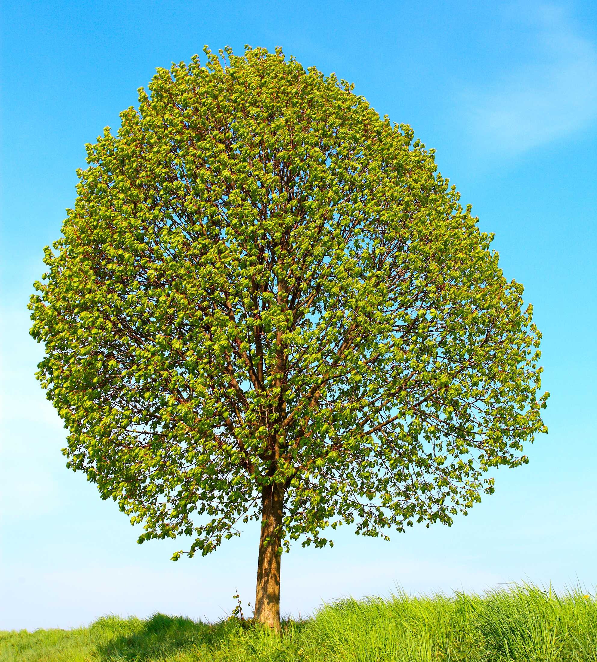 beeld vtwonen Shutterstock / Kletr